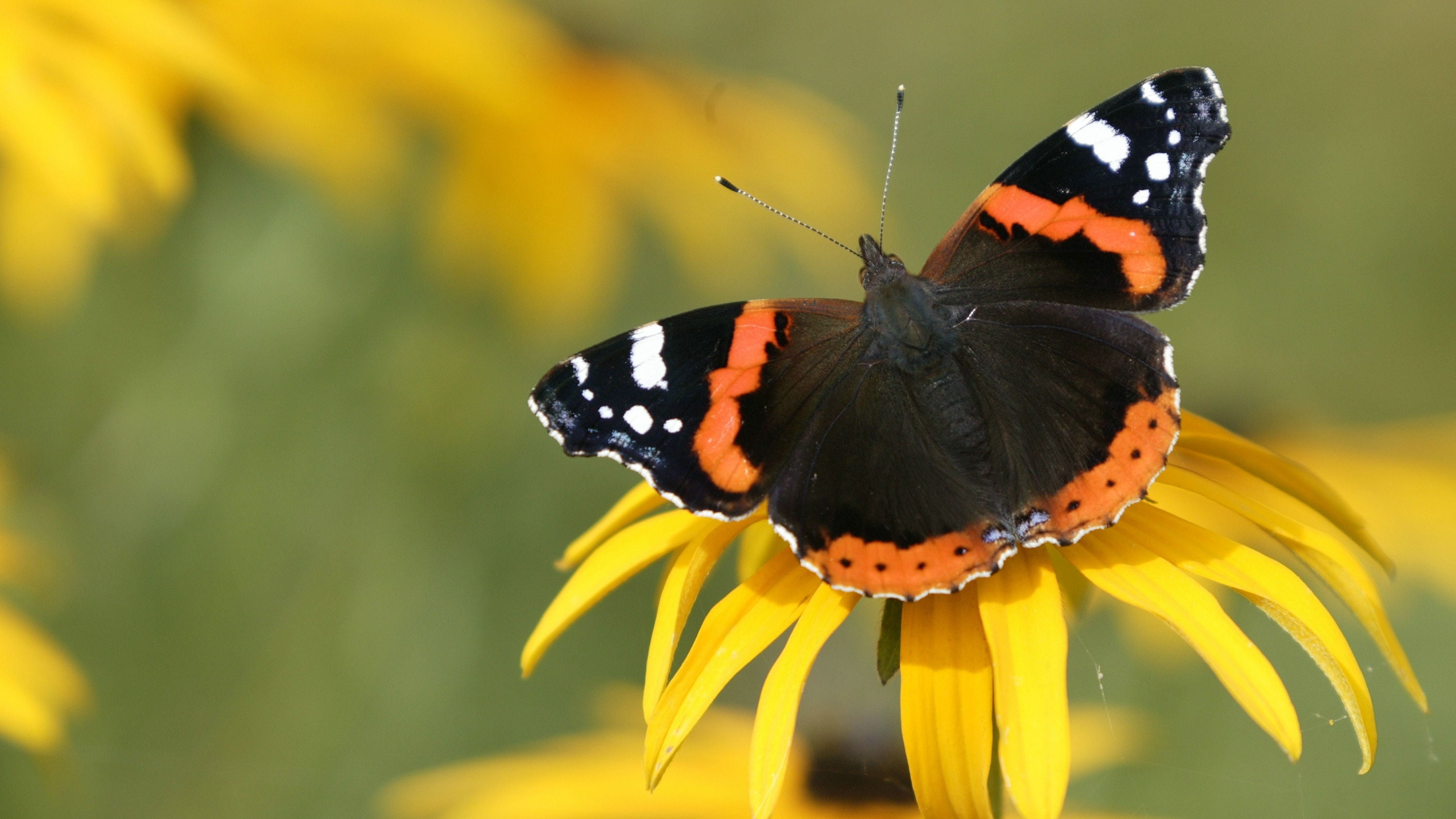 Butterfly on Rudbeckia