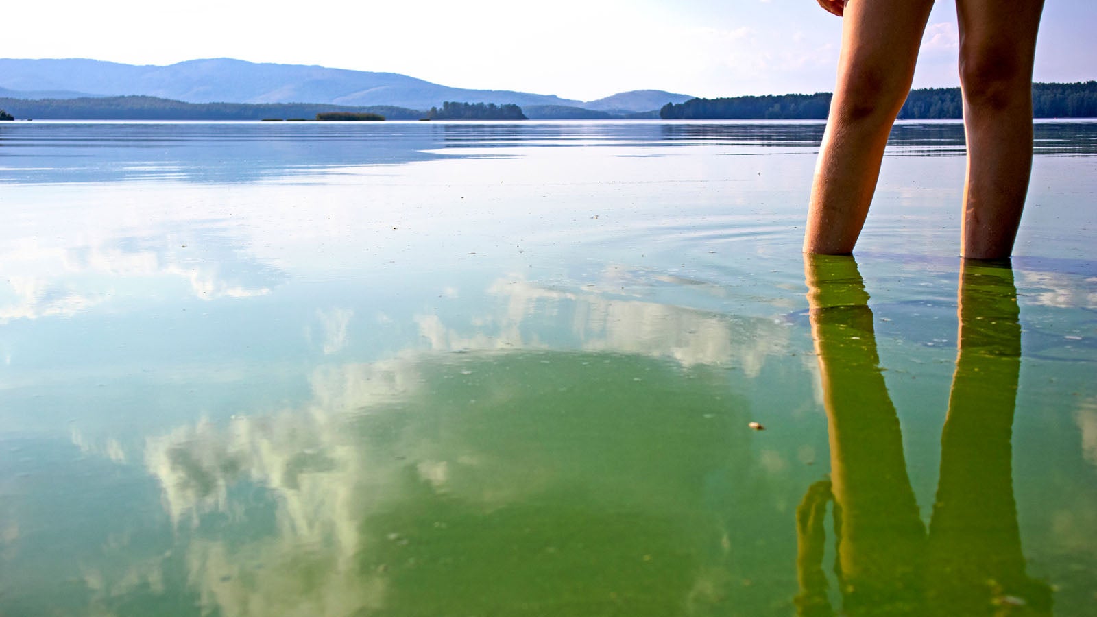 Water bodies pollution by blooming blue-green algae (Cyanobacteria) is world environmental problem. Ecology concept of polluted nature.