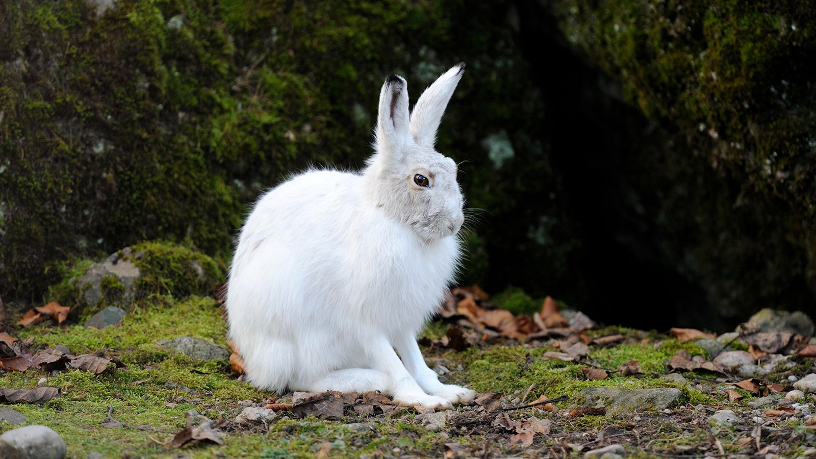 Ein Alpenschneehase (Lepus timidus varronis) sitzt im Winterfell auf dem Boden: Er ver&auml;ndert sein Aussehen im Jahresverlauf komplett. dpa-Bildfunk 