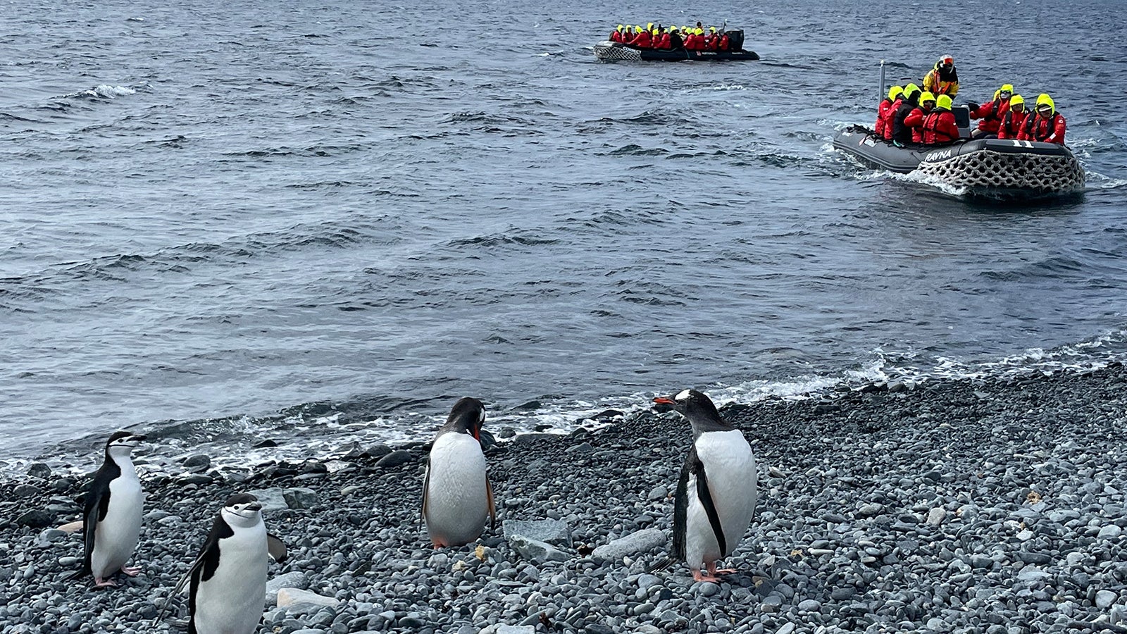 HANDOUT - 01.01.2023, Antarktis: Ein Schlauchboot landet im Januar 2023 in der Antarktis bei einer Pinguinkolonie. Immer mehr Influencer posten Clips aus der Antarktis in sozialen Medien wie Tiktok. Die Folge: Der Tourismus in der unber&uuml;hrten Region erlebt einen Boom. Foto: Anne Hardy/dpa - ACHTUNG: Nur zur redaktionellen Verwendung im Zusammenhang mit der aktuellen Berichterstattung und nur mit vollst&auml;ndiger Nennung des vorstehenden Credits +++ dpa-Bildfunk +++