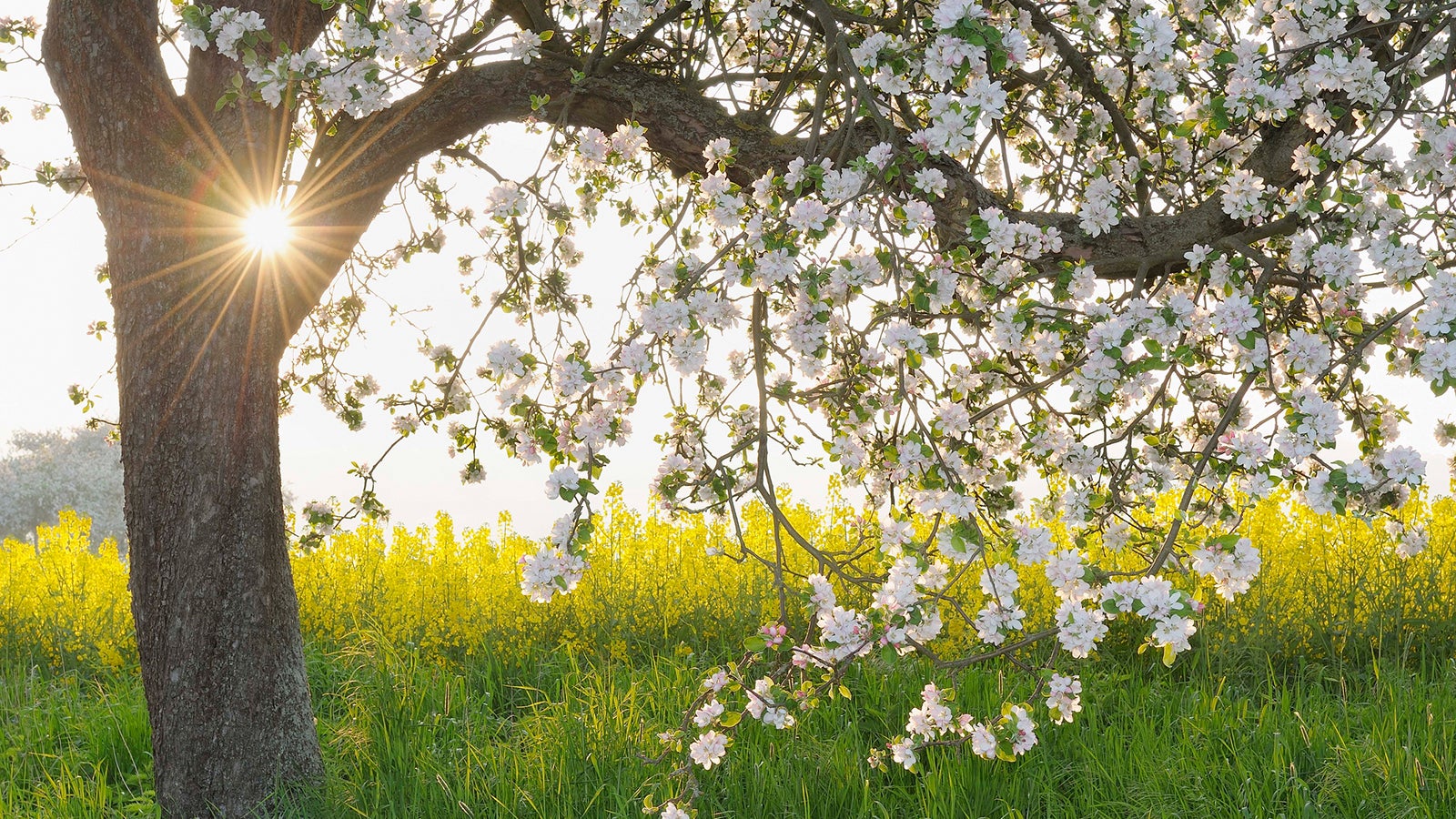 Apfelbaum mit wei&szlig;en Bl&uuml;ten im Fr&uuml;hling vor einem gelb bl&uuml;henden Rapsfeld bei Sonnenlicht