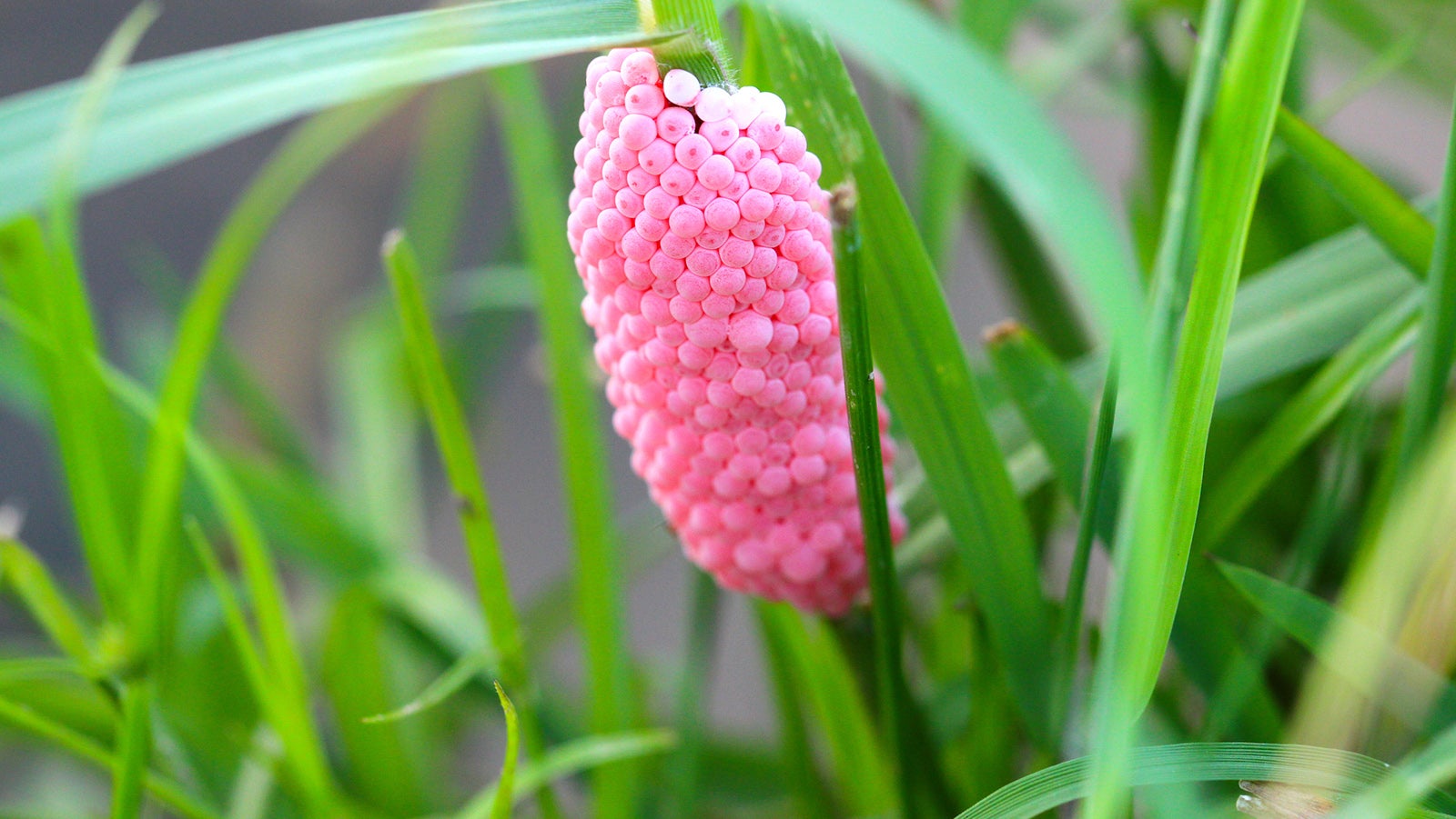 Eggs in the pond snail