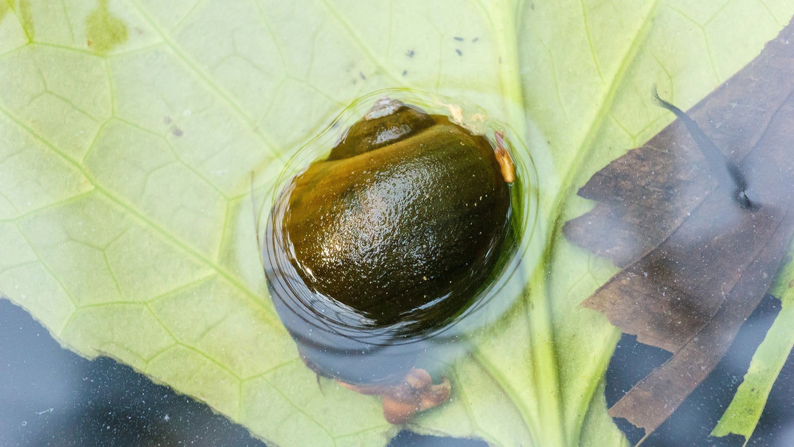 Apple snail at water surface in pond.