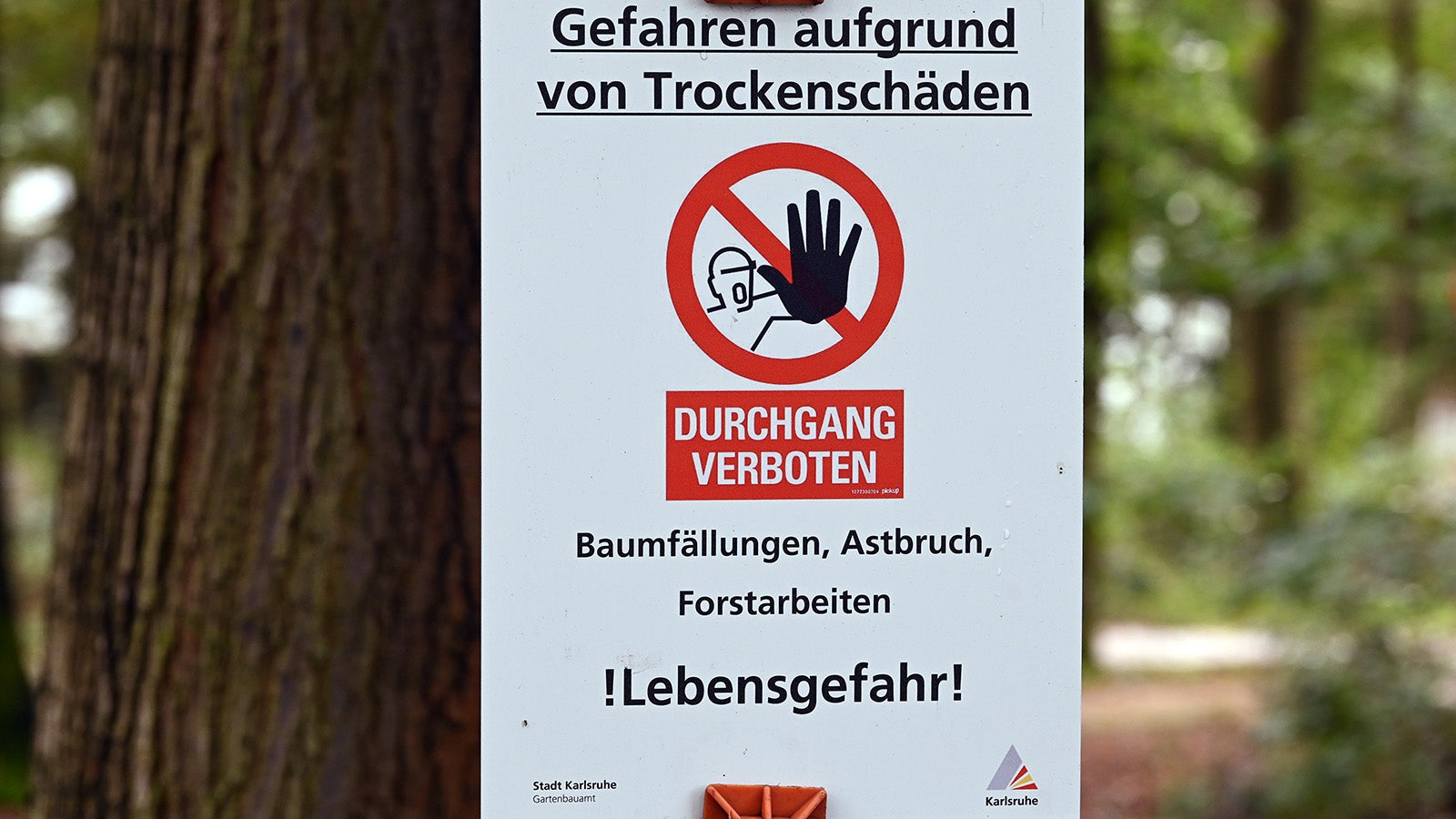 ARCHIV - 02.10.2019, Baden-W&uuml;rttemberg, Karlsruhe: Im Karlsruher Stadtteil Waldstadt ist ein Schild mit der Aufschrift "Gefahren aufgrund von Trockensch&auml;den - DURCHGANG VERBOTEN - Baumf&auml;llungen, Astbruch, Forstarbeiten ! Lebensgefahr!" zu sehen. (zu dpa &laquo;Hegen, Pflegen, F&auml;llen - Stadtb&auml;ume wegen Trockenheit fragiler&raquo;) Foto: Uli Deck/dpa +++ dpa-Bildfunk +++