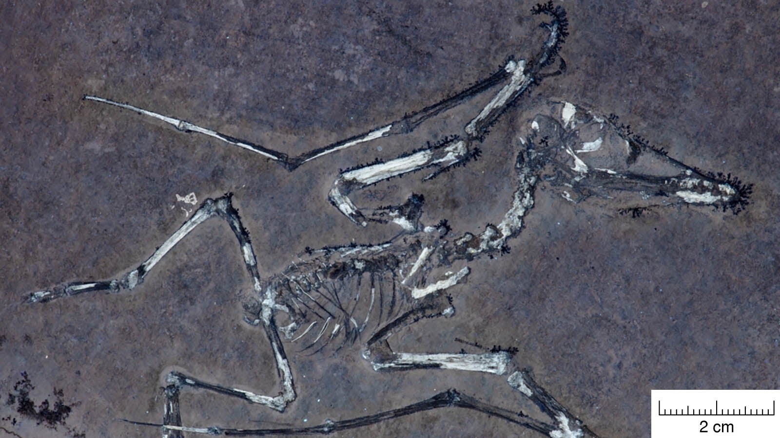 HANDOUT - 04.09.2025, Gro&szlig;britannien, --: Die Knochen des Pterodactylus-Schl&uuml;pflings Lucky unter UV-Licht weisen einen gebrochenen Fl&uuml;gel auf. (zu dpa) Foto: -/University of Leicester/EurekAlert/dpa - ACHTUNG: Nur zur redaktionellen Verwendung im Zusammenhang mit der aktuellen Berichterstattung und nur mit vollst&auml;ndiger Nennung des vorstehenden Credits +++ dpa-Bildfunk +++