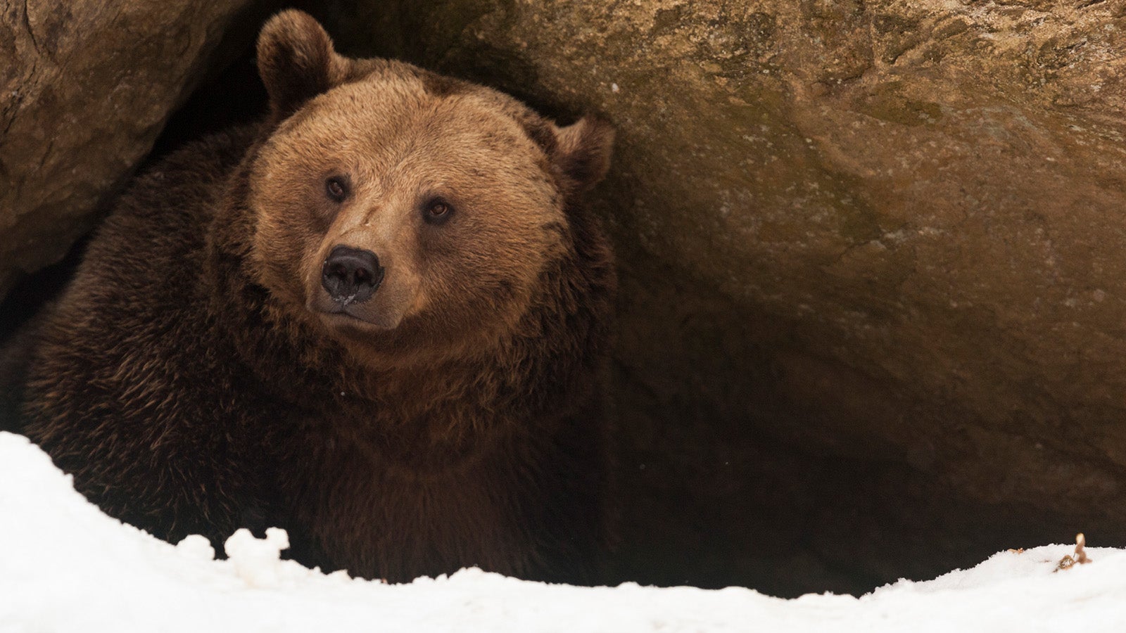 Forscher haben herausgefunden, dass sich durch die steigenden Temperaturen auch das &Uuml;berwinterungsverhalten bei B&auml;ren ver&auml;ndert. Die Dauer der Ruhezeit verk&uuml;rzt sich demnach.