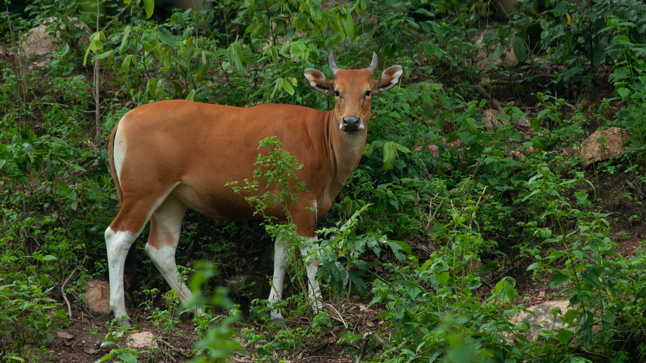 Banteng (Bos javanicus) , is a species of wild cattle found in Southeast Asia.