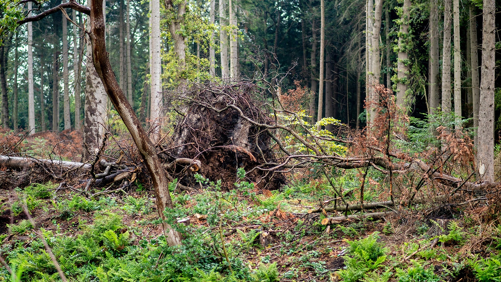 15.08.2022, Niedersachsen, Berumerfehn: Mehrere entwurzelte B&auml;ume liegen in einem Waldst&uuml;ck nahe des Ortskerns. Vor einem Jahr zog ein Tornado &uuml;ber die kleine Ortschaft Berumerfehn in Ostfriesland hinweg. Hunderte B&auml;ume wurden damals entwurzelt, zahlreiche D&auml;cher abdeckt und mehrere Geb&auml;ude zerst&ouml;rt. Foto: Hauke-Christian Dittrich/dpa +++ dpa-Bildfunk +++