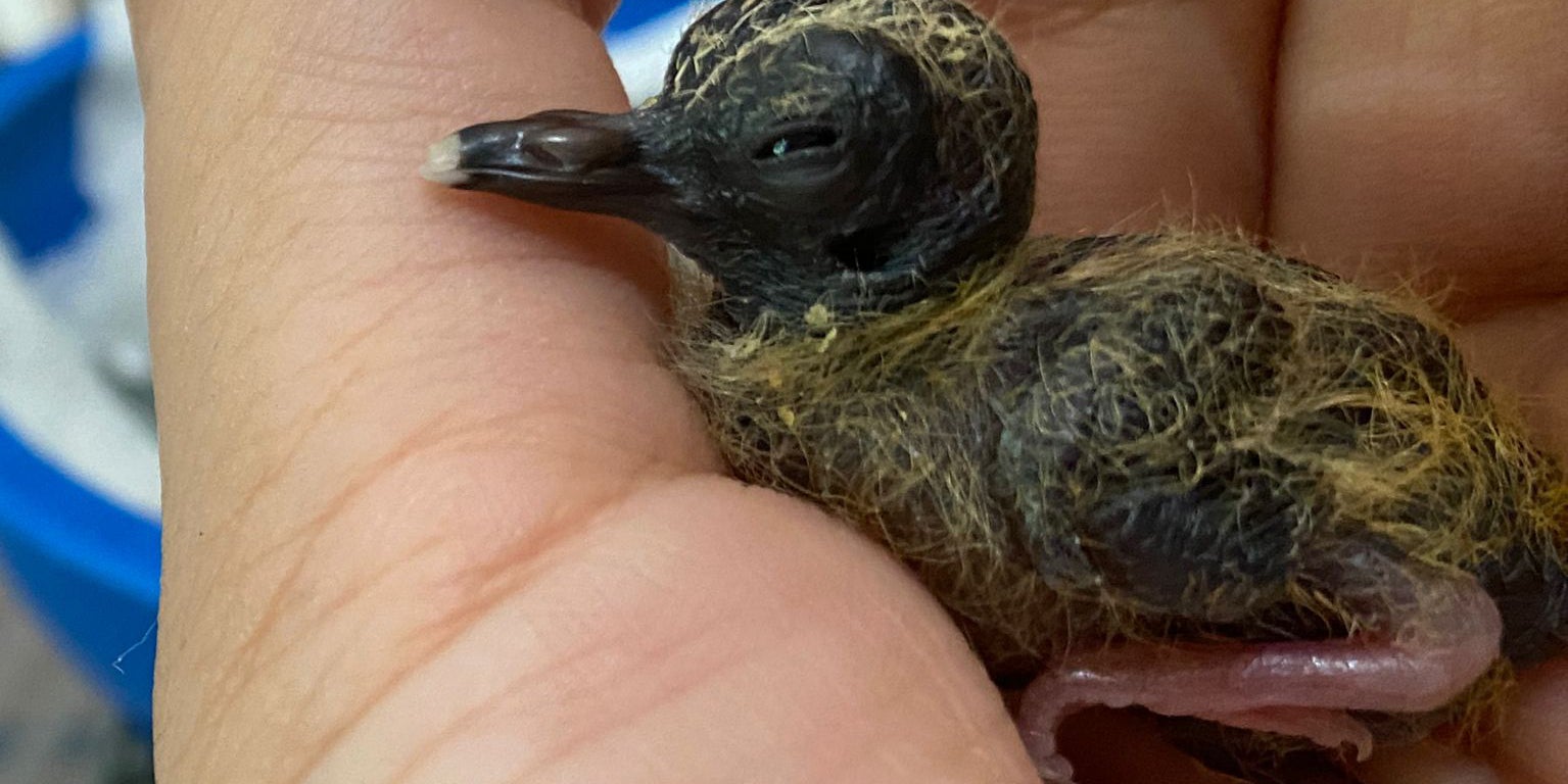 HANDOUT - 16.05.2024, Brasilien, -: Das K&uuml;ken sitzt auf einer Hand (Aufnahmedatum unbekannt). Ein &auml;u&szlig;erst seltenes Blauaugent&auml;ubchen haben Wissenschaftler nach eigenen Angaben in Brasilien von Hand aufgezogen. (zu dpa &laquo;Forscher ziehen &auml;u&szlig;erst seltenes Blauaugent&auml;ubchen von Hand auf&raquo;) Foto: Chester Zoo/dpa - ACHTUNG: Nur zur redaktionellen Verwendung im Zusammenhang mit der aktuellen Berichterstattung und nur mit vollst&auml;ndiger Nennung des vorstehenden Credits +++ dpa-Bildfunk +++