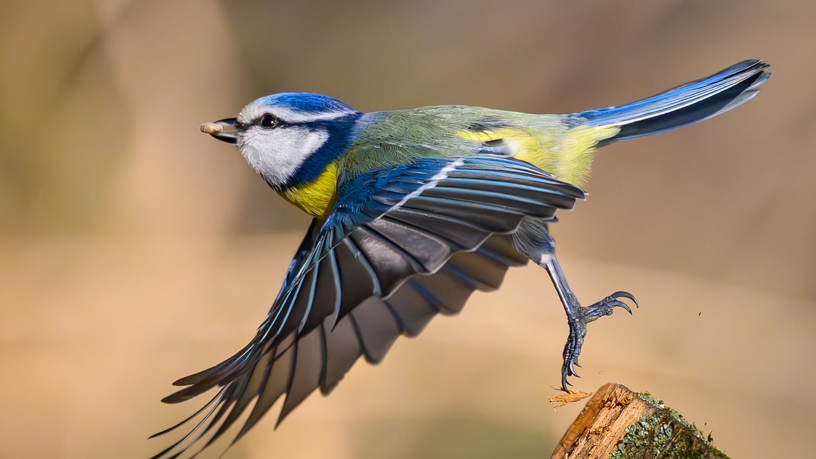 ARCHIV - 16.03.2025, Brandenburg, Sieversdorf: Eine Blaumeise (Cyanistes caeruleus) fliegt mit einem K&ouml;rnchen im Schnabel von einer Futterstelle im Wald auf. (zu dpa: &laquo;&laquo;Auf jeden Fall geh&ouml;rt das Wort Unkraut gestrichen&raquo;&raquo;) Foto: Patrick Pleul/dpa +++ dpa-Bildfunk +++