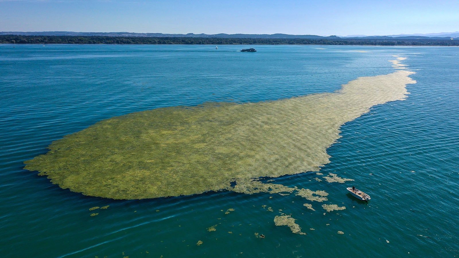 03.08.2022, Baden-W&uuml;rttemberg, Eriskirch Am Bodensee: Ein gro&szlig;er Teppich voller Algen schwimmt vor Eriskirch auf dem Bodensee, w&auml;hrend ein Motorboot daneben halt gemacht hat. Vor Langenargen und Eriskirch herrscht Algenplage. Aufnahme mit Drohne Foto: Felix K&auml;stle/dpa +++ dpa-Bildfunk +++