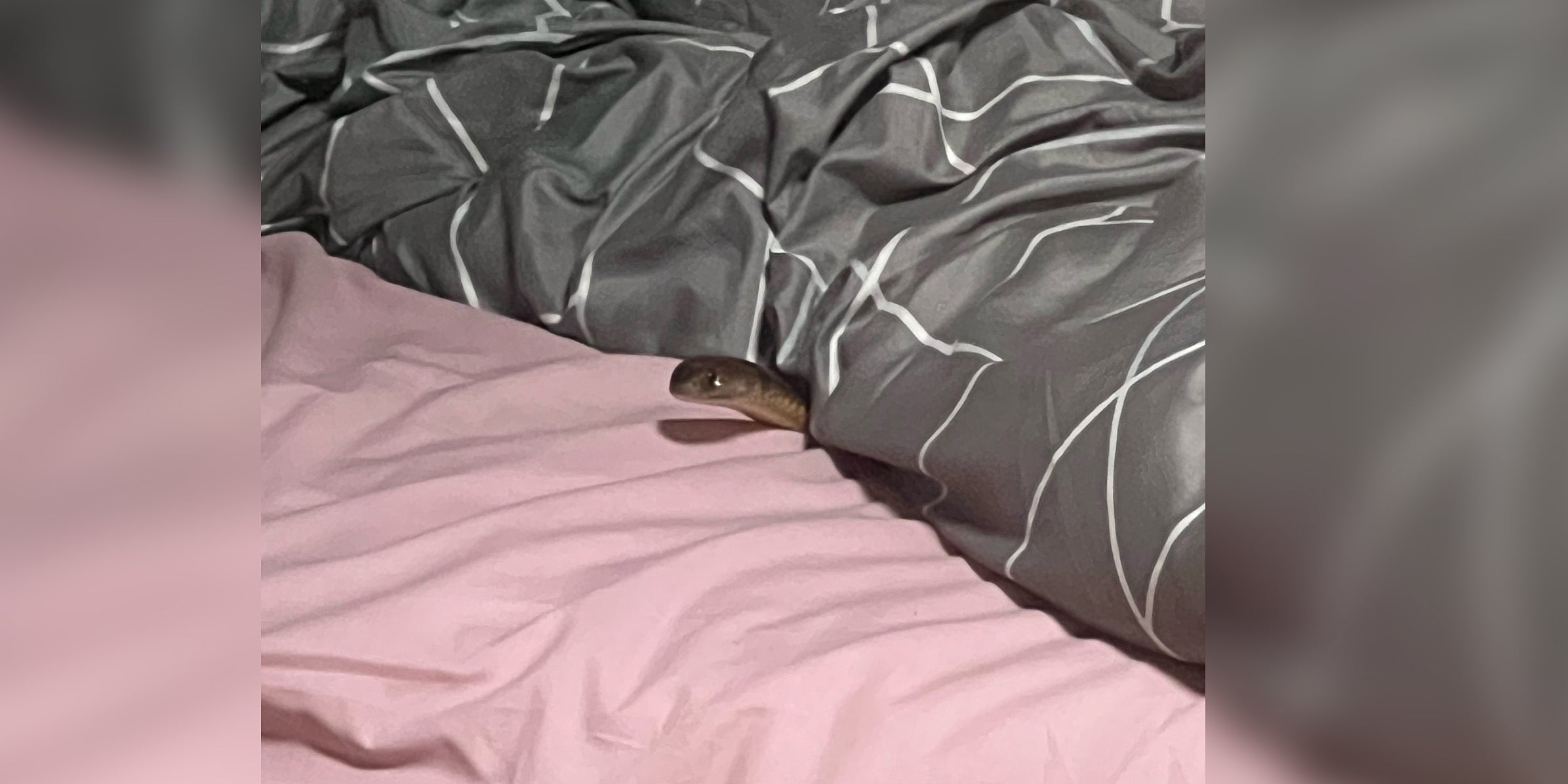 HANDOUT - 12.01.2024, Australien, Western Downs: Die am 12.01.2024 zur Verf&uuml;gung gestellte undatierte Aufnahme zeigt eine &Ouml;stliche Braunschlange (Pseudonaja textilis) im Bett einer Frau. Im tropischen Bundesstaat Queensland ist eine Frau im Schlaf von einer der giftigsten Schlangen der Welt gebissen worden. Das Tier habe die junge Frau in der Nacht zum Freitag in dem l&auml;ndlichen Ort Glenmorgan im Bett attackiert, berichtete der Sender ABC unter Berufung auf die Rettungskr&auml;fte. Recrop. Foto: Racq Life Flight/RACQ LIFE FLIGHT/AAP/dpa - ACHTUNG: Nur zur redaktionellen Verwendung und nur mit vollst&auml;ndiger Nennung des vorstehenden Credits +++ dpa-Bildfunk +++