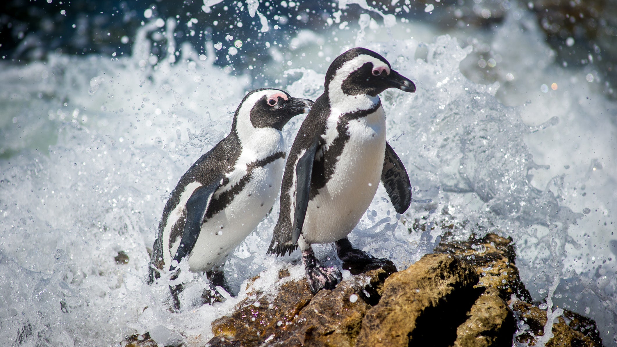 Betty's Bay, South Africa -African penguin (Spheniscus demersus), also known as the jackass penguin and black-footed penguin at Stony Point penguin colony.