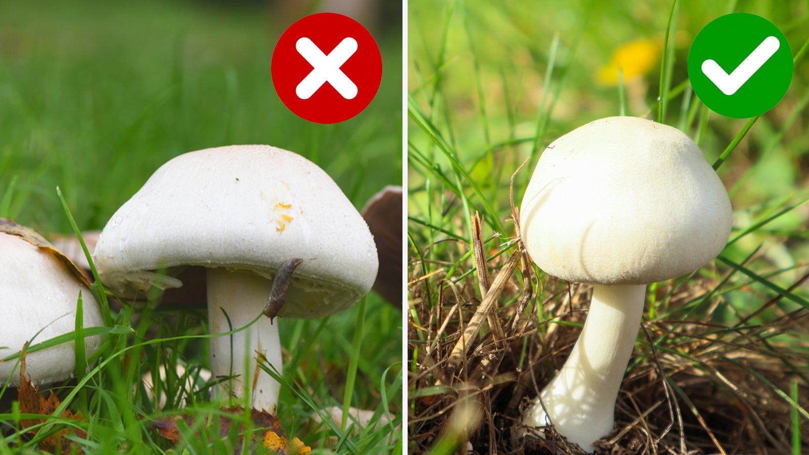 In Deutschland breitet sich ein giftiger Doppelg&auml;nger des Champignons massenhaft aus. Der Karbolegerling (links) taucht jetzt scharenweise auf Wiesen, Gr&uuml;nstreifen und in G&auml;rten auf. Er sieht dem Champignon (rechts) zum Verwechseln &auml;hnlich. 