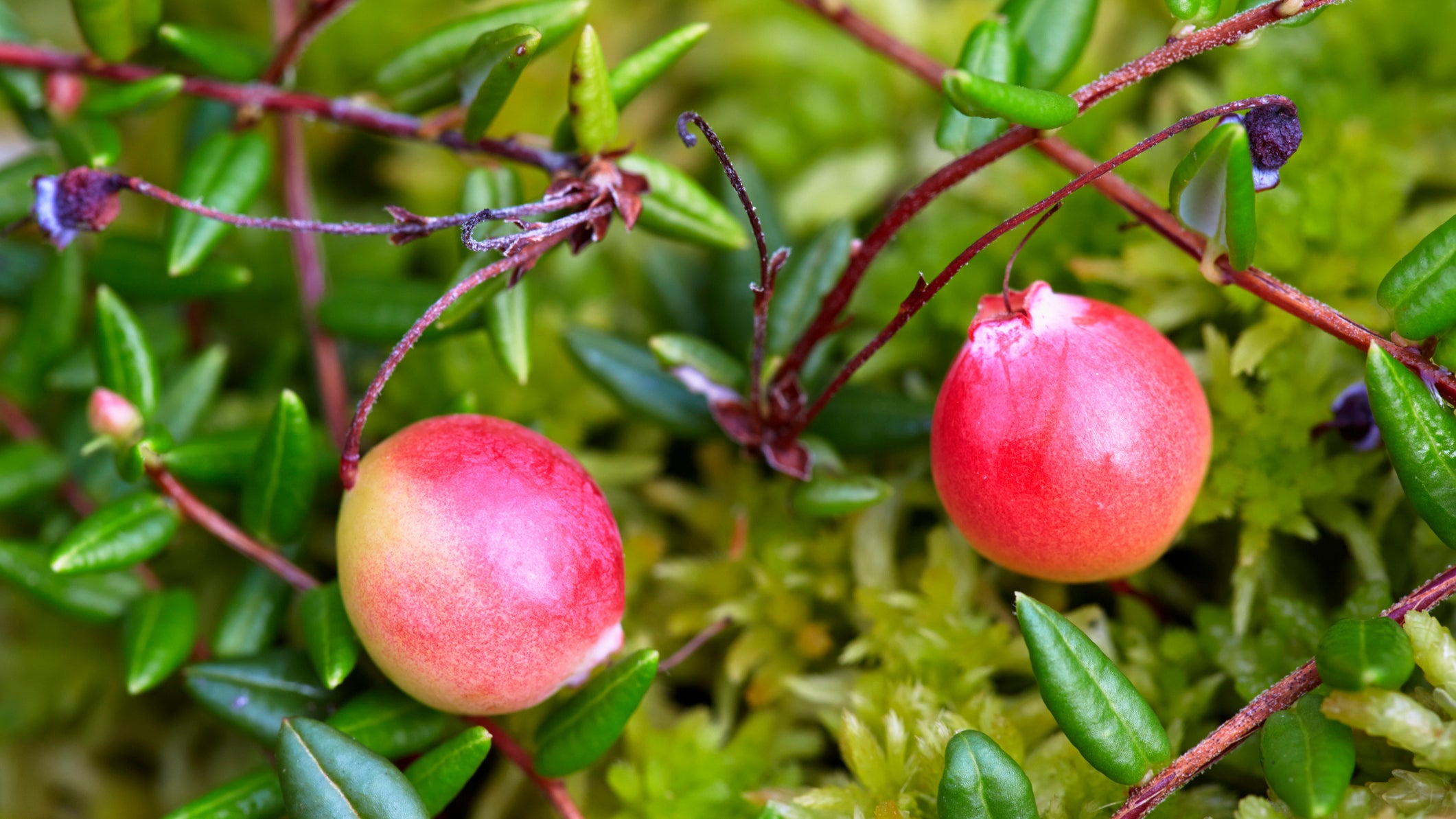 Common Cranberry (Vaccinium oxycoccos) close-up of fruits, growing on raised bog. The plant grows preferably on moss, the fruits are edible and rich in vitamin C- Region Hesselberg, Bavaria/Germany