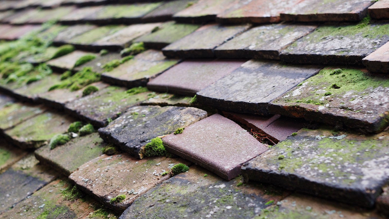 Lots of moss on a very old tiled roof. Shallow DOF