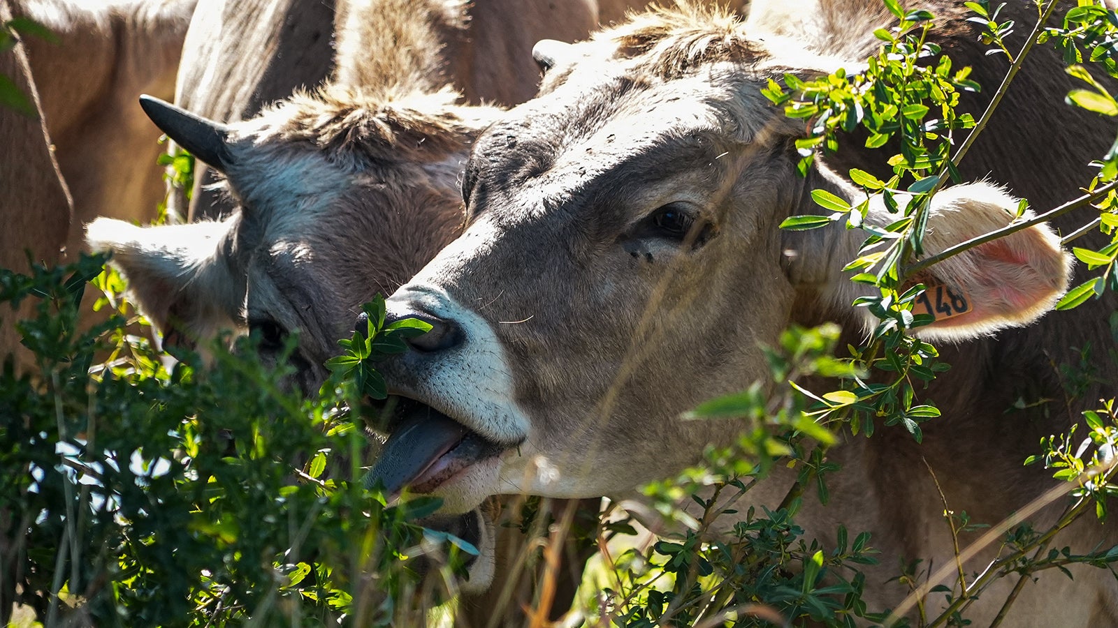 Cows eat whatever green vegetation remains in a sun-dried field in Moloy, Burgundy region, France Wednesday Aug. 10, 2022. Burgundy, home to the source of the Seine River which runs through Paris, normally is a very green region. This year, grass turned yellow, depriving livestock from fresh food, and tractors send giant clouds of dust in the air as farmers work in their dry fields. (AP Photo/Nicholas Garriga)