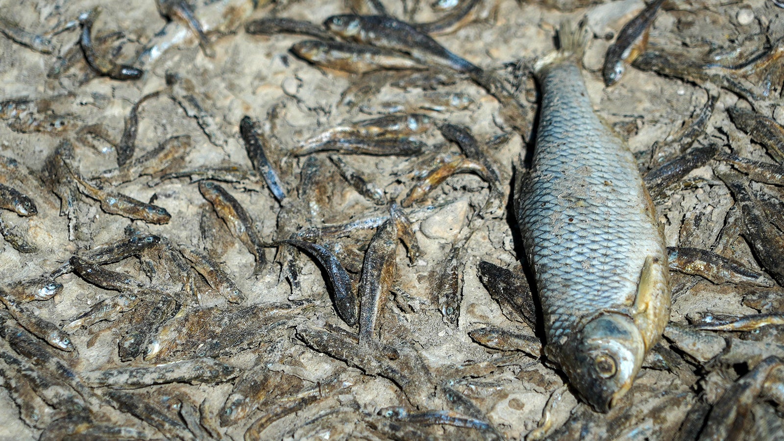 Dead fish lay on the dried-up bed of the river Tille in Lux, France, Tuesday Aug. 9, 2022. Burgundy, home to the source of the Seine River which runs through Paris, normally is a very green region. This year, grass turned yellow, depriving livestock from fresh food, and tractors send giant clouds of dust in the air as farmers work in their dry fields. (AP Photo/Nicholas Garriga)