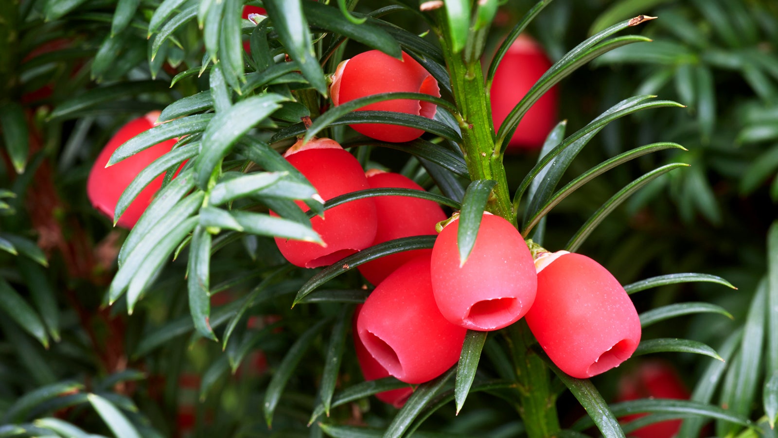 Baum des Todes: Beliebte Pflanze ist im Herbst besonders giftig!