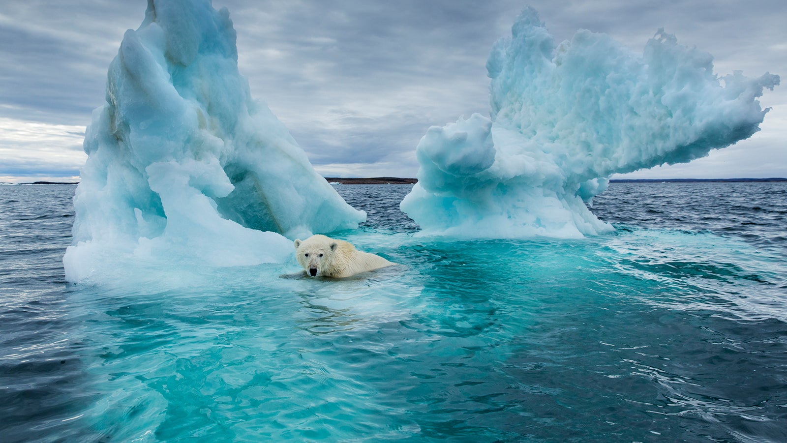Canada, Nunavut Territory, Repulse Bay, Polar Bear (Ursus maritimus) swimming beside melting iceberg near Arctic Circle on Hudson Bay