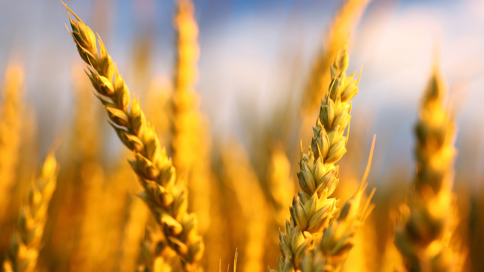 Wheat in field during sunset and stormy clouds in background