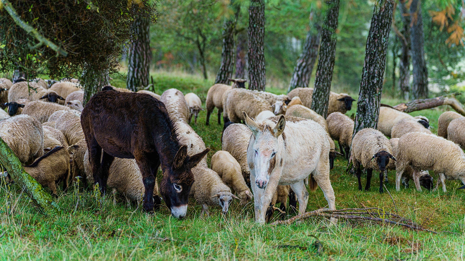 Die Esel Tessa (l, 2 J.) und Pauline (4 J.) stehen mitten in der Schafherde. Rund 300 Schafe, 25 Ziegen und 2 Esel grasen im Naturschutzgebiet am H&uuml;nfelder "Weinberg" (Rh&ouml;n).  Foto: Andreas Arnold/dpa