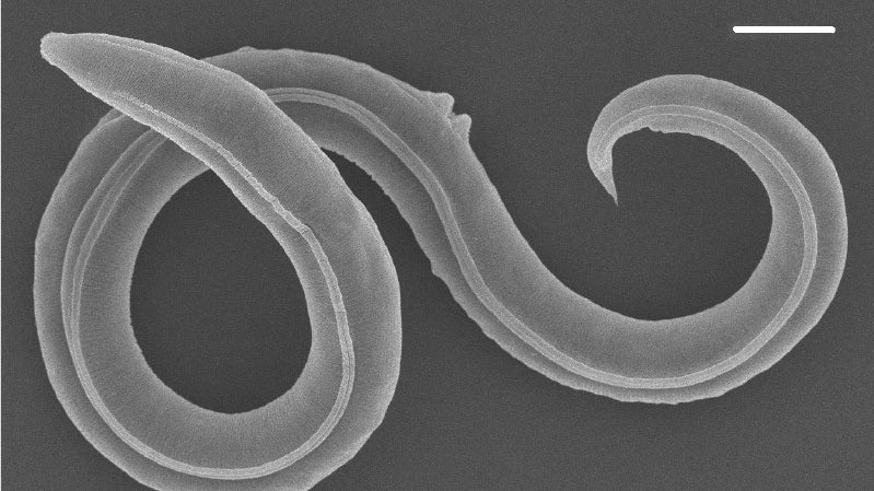 HANDOUT - 26.07.2023, ---, -: Ein Fadenwurm (Panagrolaimus kolymaensis, weiblich) auf einem Rasterelektronenbild (nur schwarz-wei&szlig;). Fadenw&uuml;rmer k&ouml;nnen 46 000 Jahre im Permafrost &uuml;berdauern und sich danach wieder vermehren. (zu dpa "Fadenw&uuml;rmer aus Permafrost nach 46 000 Jahre aufgetaut - sie leben") Foto: A. V. Tchesunov/A. Shatilovich/Institute of Physicochemical and Biological Problems in Soil Science RAS/dpa - ACHTUNG: Nur zur redaktionellen Verwendung im Zusammenhang mit der aktuellen Berichterstattung und nur mit vollst&auml;ndiger Nennung des vorstehenden Credits: Alexei V. Tchesunov und Anastasia Shatilovich/Institute of Physicochemical and Biological Problems in Soil Science RAS/dpa +++ dpa-Bildfunk +++