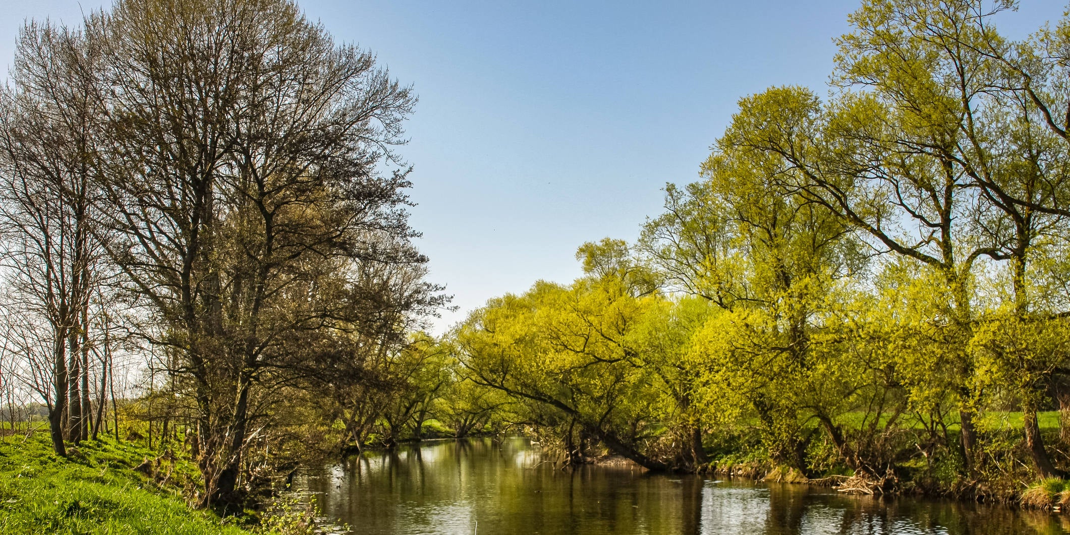A view of a river floodplain. Lined with trees that tower far above the water