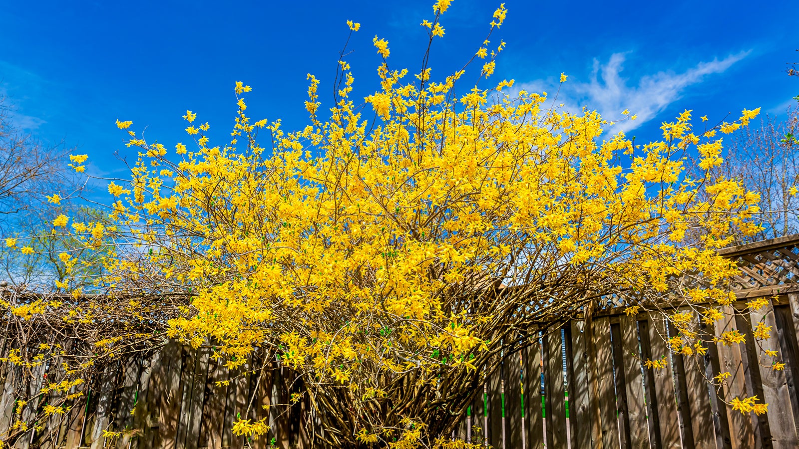 Strauch mit zahlreichen leuchtend gelben Bl&uuml;ten (Forsythie) vor einem Holzzaun, aufgenommen unter blauem Himmel mit wenigen Wolken.