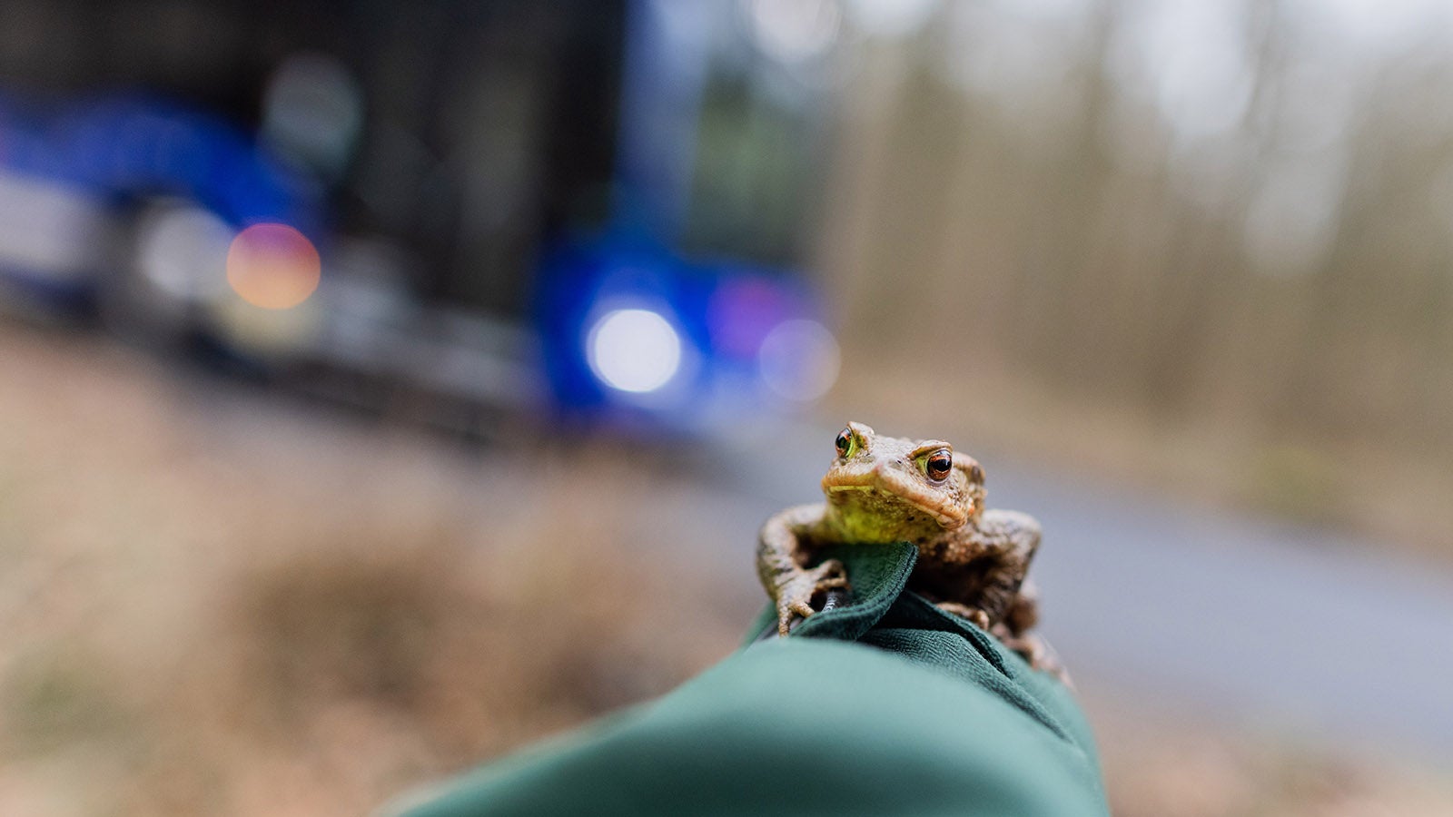 ARCHIV - 13.03.2023, Nordrhein-Westfalen, Bonn: Eine Erdkr&ouml;te hockt auf einer Hand vor einem Fangzaun zwischen einem Wald und einer Stra&szlig;e.  (zu dpa: &laquo;Amphibien beginnen zu wandern&raquo;) Foto: Rolf Vennenbernd/dpa +++ dpa-Bildfunk +++