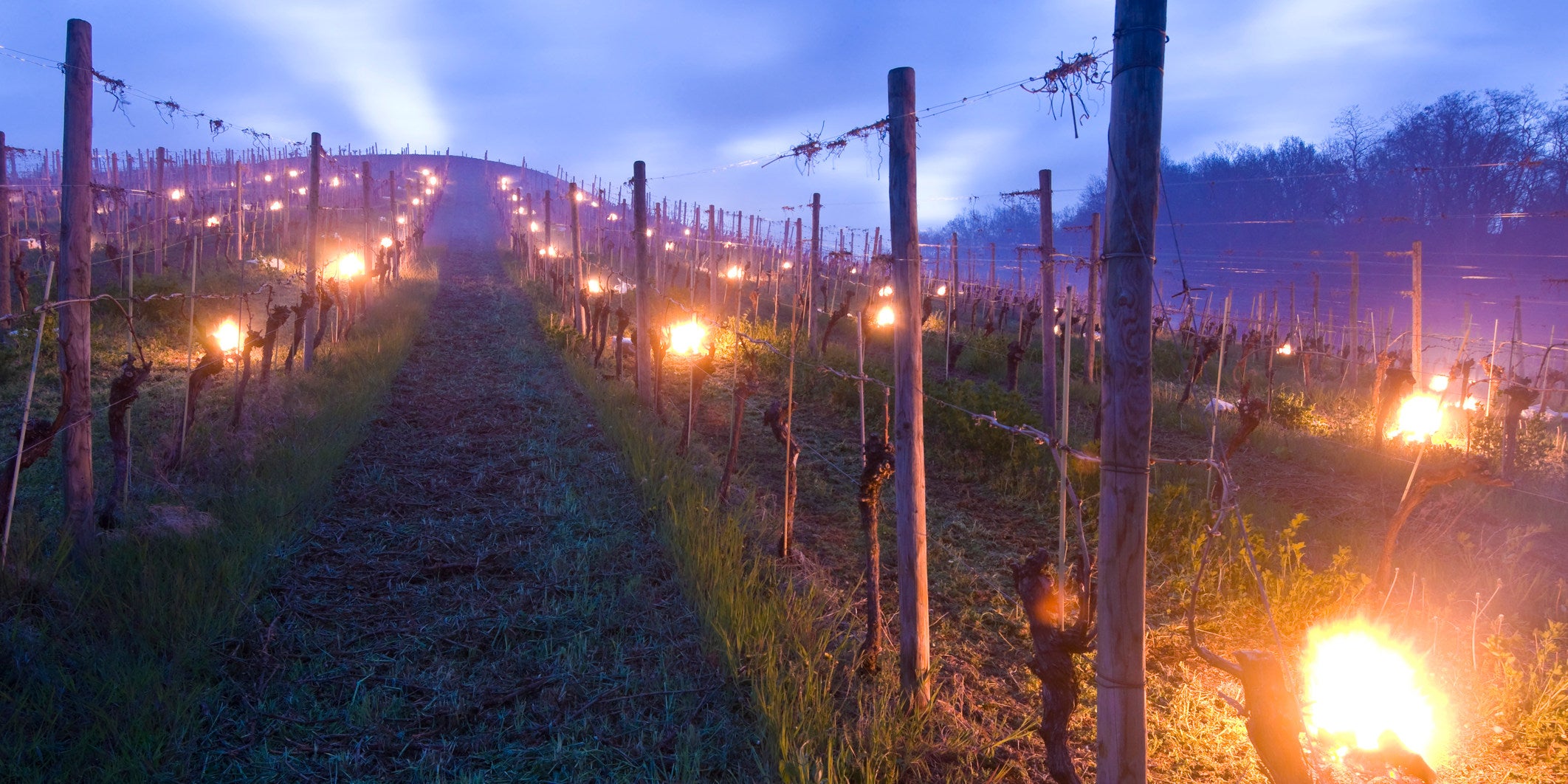 Series of small campfires are placed under grape vines in a vineyard for the frost protection in a cool night in the springtime.