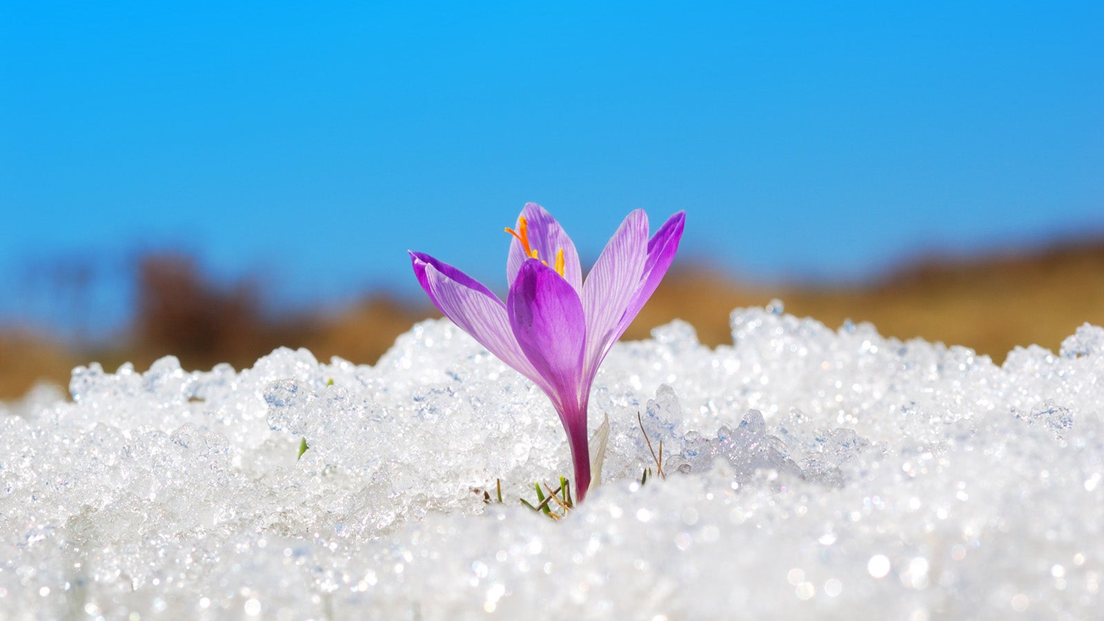 Violette Krokusbl&uuml;te, die durch eine Schneeschicht w&auml;chst, im Vordergrund scharf fokussiert, mit blauem Himmel im Hintergrund.