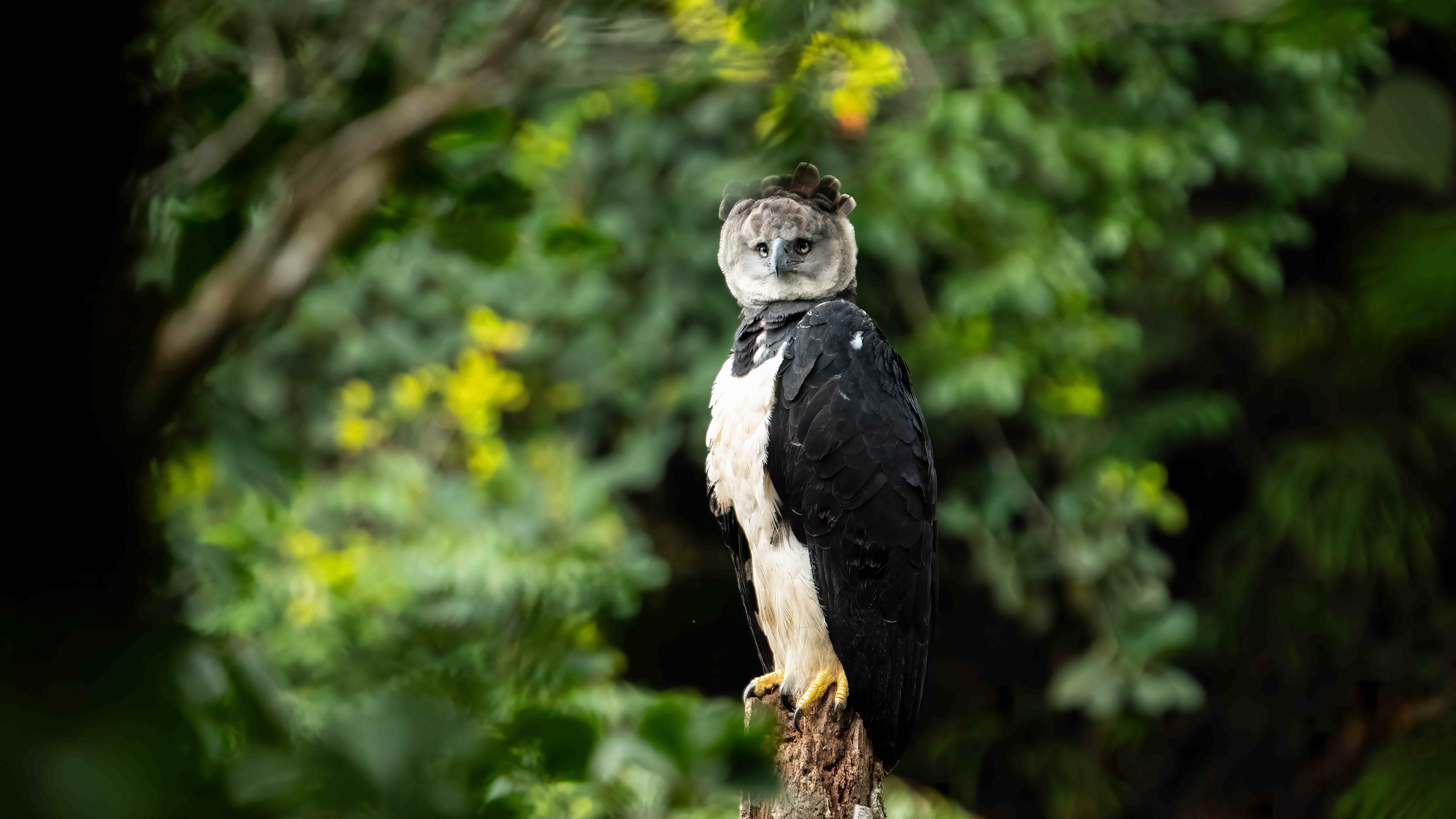 14.05.2024, Kolumbien, Meta: Eine Harpyie mit aufgestelltem Federschopf steht auf einem Ast. Sie ist der gr&ouml;&szlig;te Adler des amerikanischen Kontinents und wird laut der International Union for Conservation of Nature and Natural Resources (IUCN) als gef&auml;hrdet eingestuft. (zu dpa: &laquo;Worte mit Taten f&uuml;llen: Weltnaturkonferenz COP16 beginnt&raquo;) Foto: Luis Bernardo Cano/dpa +++ dpa-Bildfunk +++
