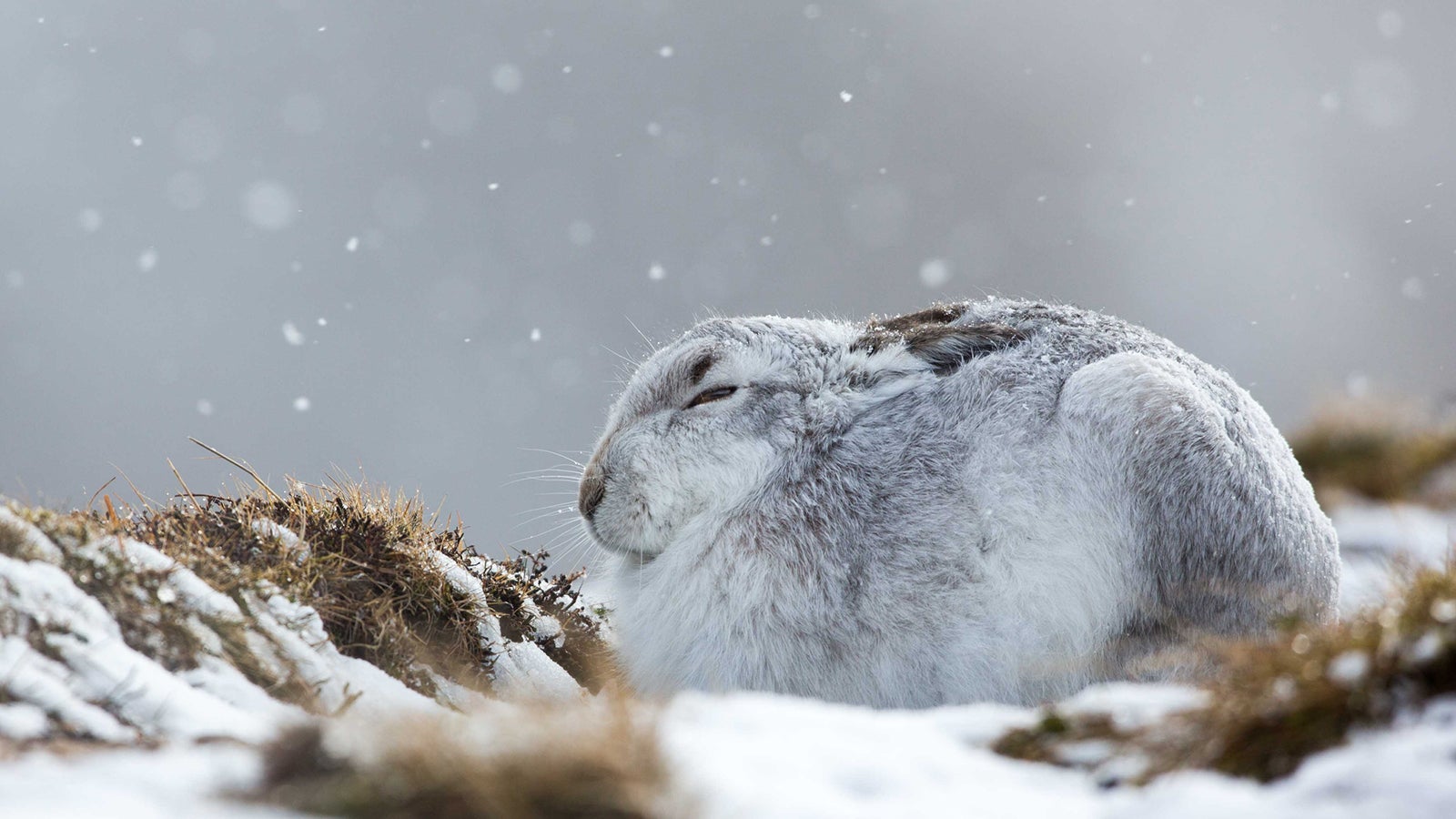 Nagetiere sind soziale Tiere und wollen sich im Winter gerne aneinander kuscheln