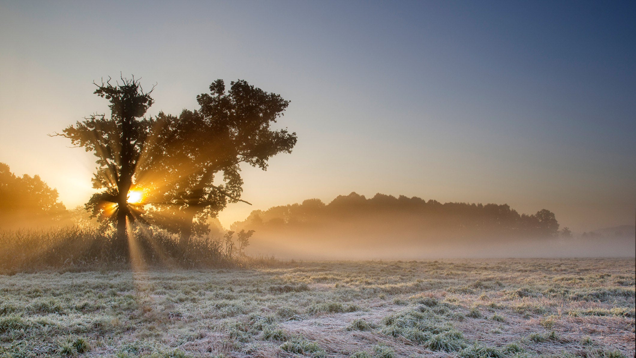 Einzelner Baum mit ausladenden &Auml;sten steht auf einer leicht bereiften Wiese im Morgennebel, Sonnenstrahlen brechen durch das Ge&auml;st.
