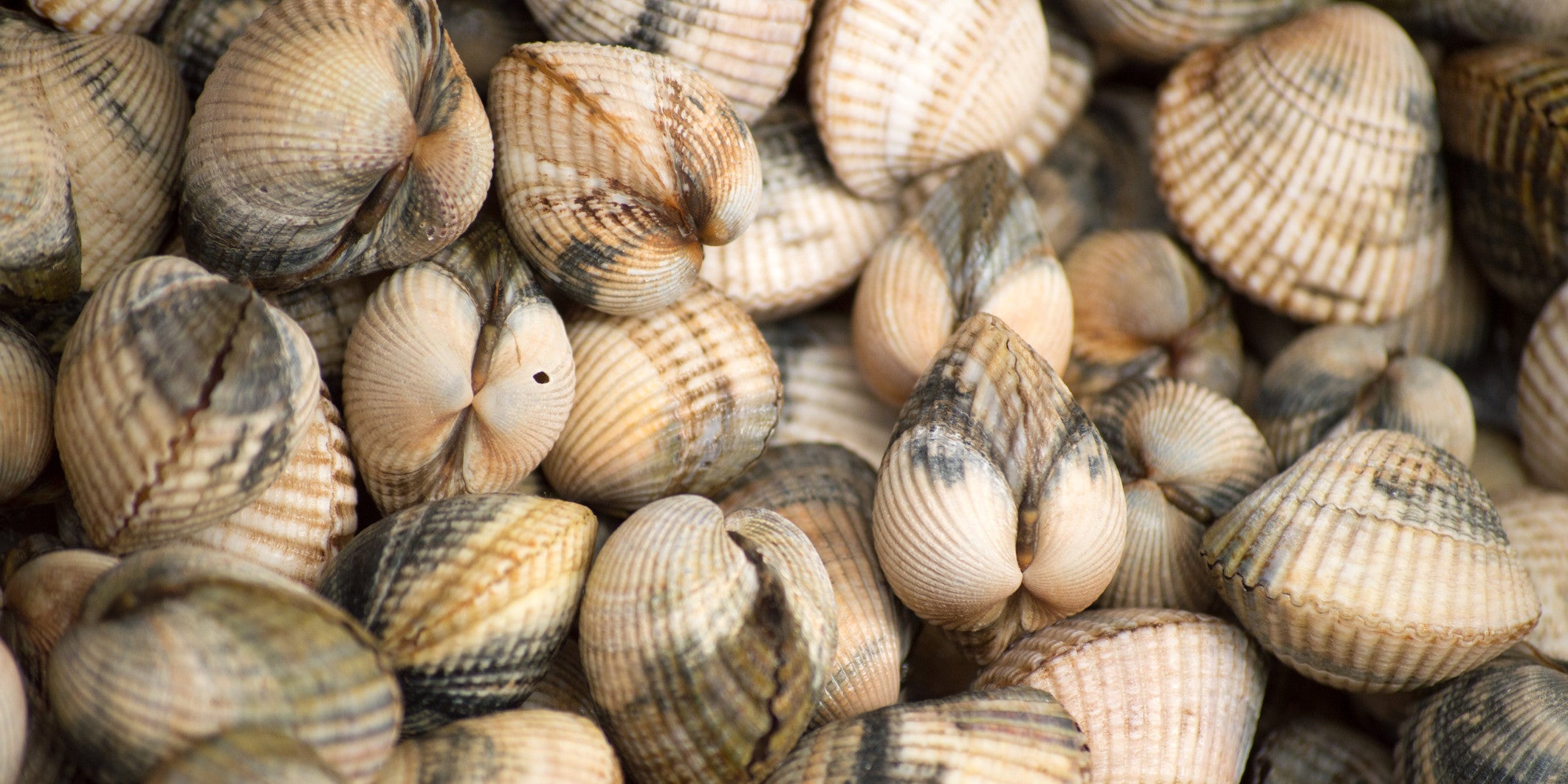 Fresh cockles of Galicia