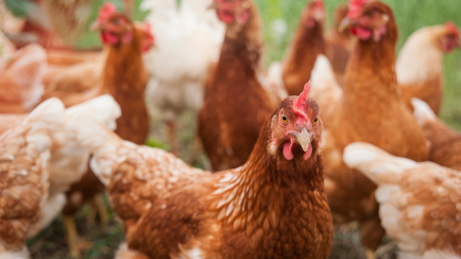 D, Baden-W&uuml;rttemberg, RPL, verschiedene Haustier-Bilder die f&uuml;r ein Bauernhofbuch gemacht wurden, ein PR liegt vor