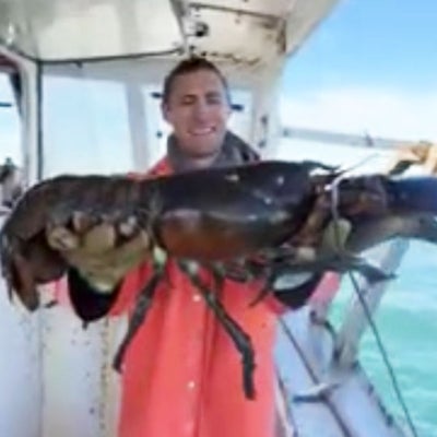 Das erstaunliche Alter der Hummer: Bis zu 100 Jahre alt werden Das erstaunliche Alter der Hummer: Bis zu 100 Jahre alt werden