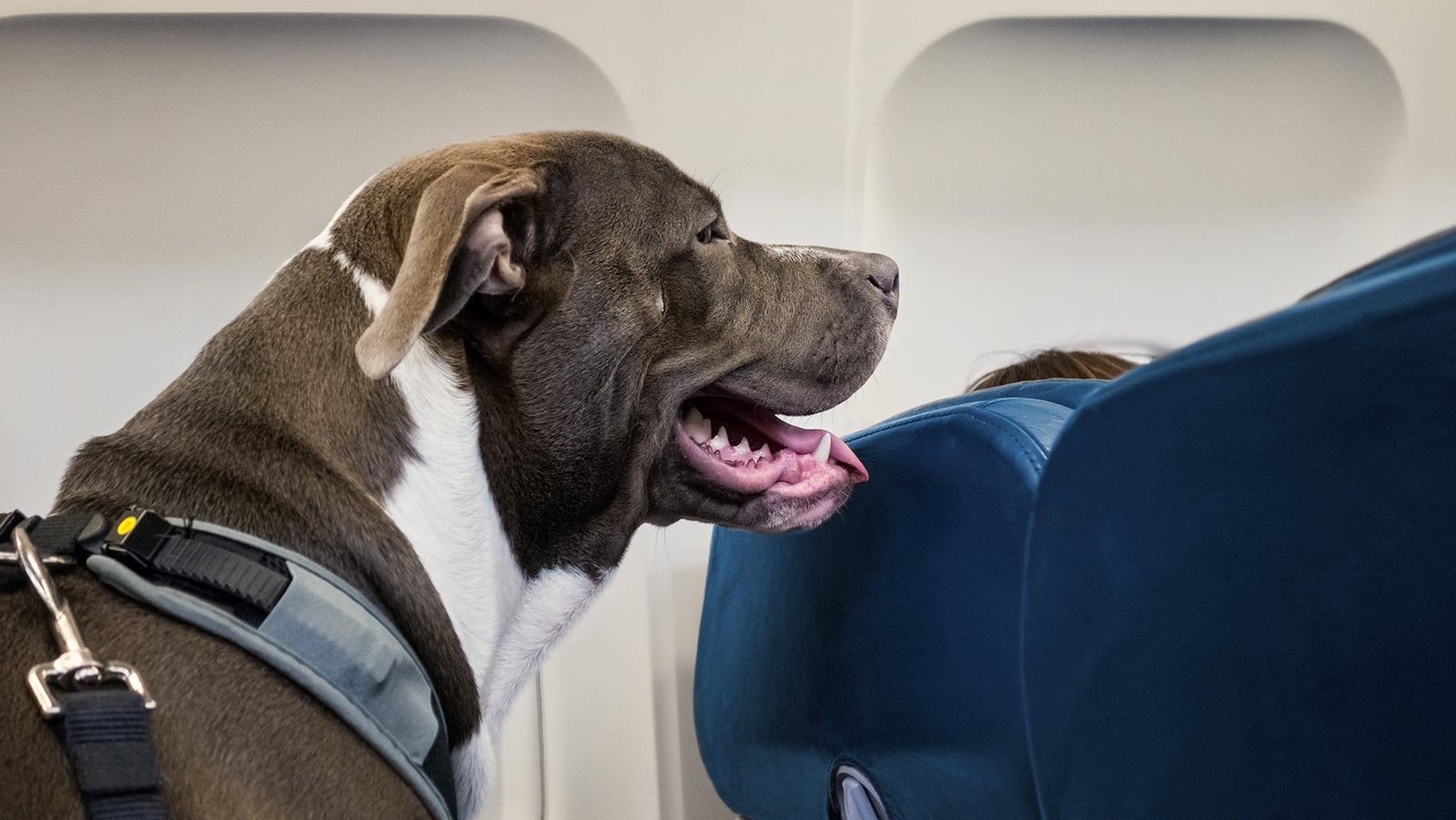 Pit Bull Service Dog Travels on Airplane Seat