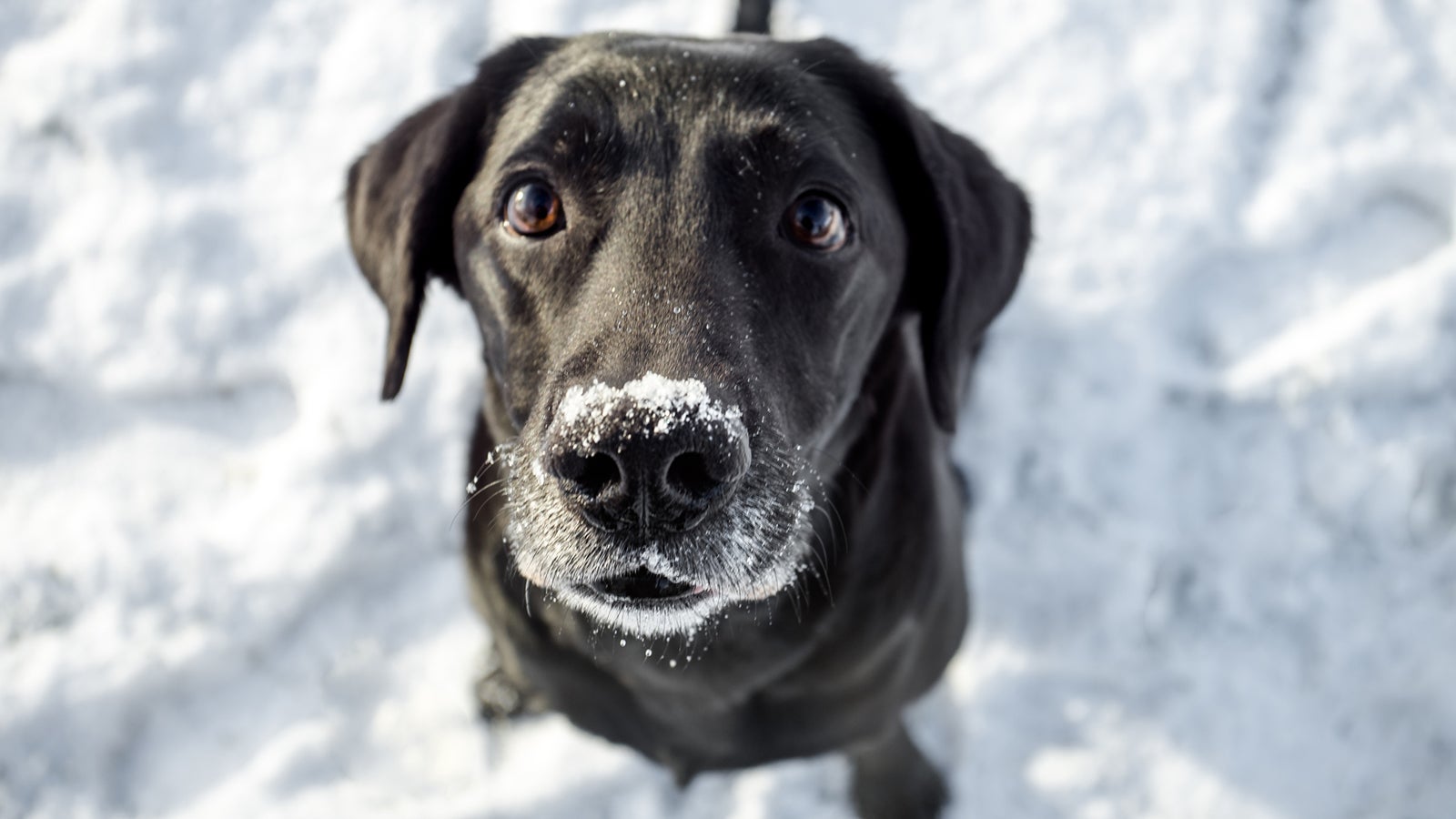 A Black Labrador In Winter