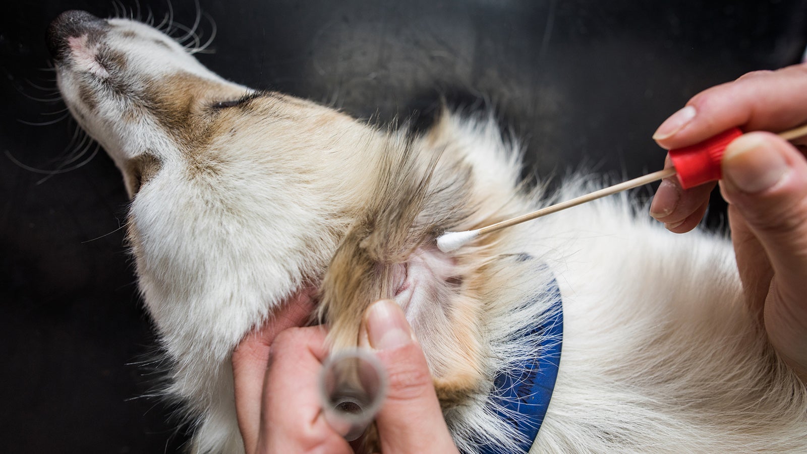 Close up of unrecognizable vet taking sample with cotton swab from a dog's ear.