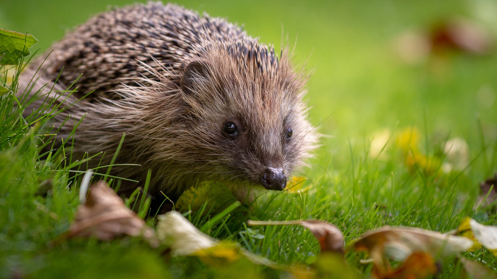 Der milde Herbst wirkt sich auf die Tierwelt aus. Manche Arten stehen dadurch wom&ouml;glich vor Problemen.