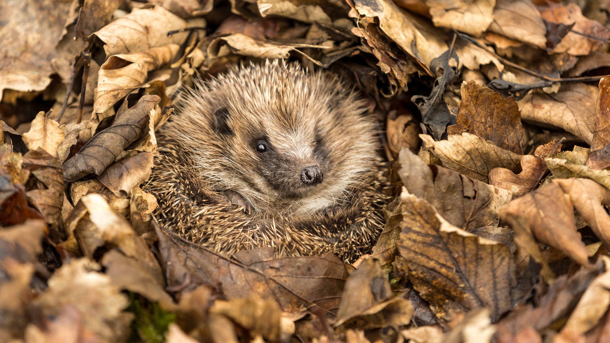 Hedgehog (Scientific name: Erinaceus Europaeus).  Wild, native, European hedgehog waking up from hibernation.  Facing forward in Autumn leaves.  Horizontal. Space for copy.