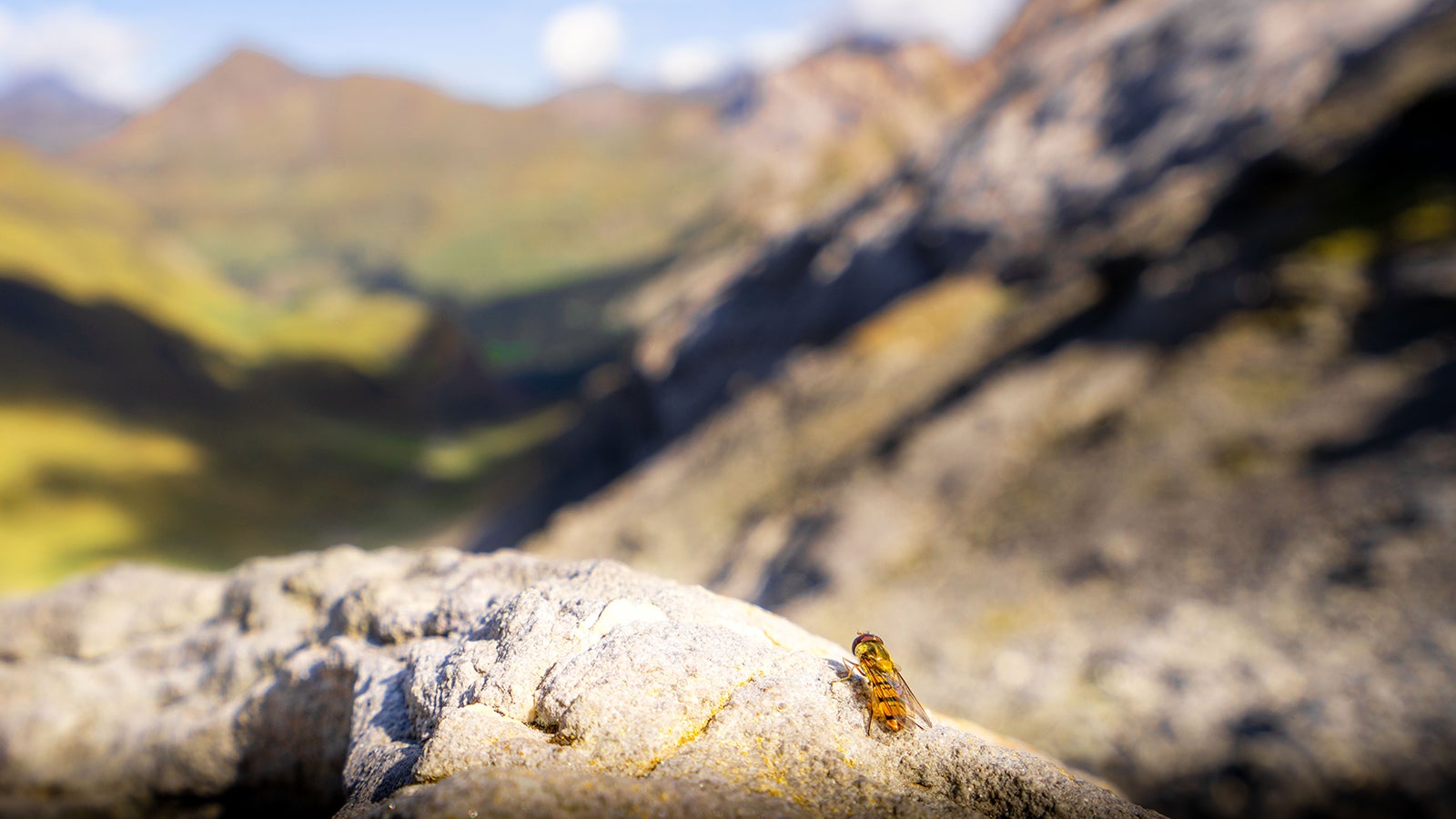 Dieses von der University of Exeter zur Verf&uuml;gung gestellte Foto zeigt eine Hainschwebfliege (Episyrphus balteatus) am Gebirgspass Puerto de Bujaruelo/Port de Boucharo in den Pyren&auml;en zwischen Frankreich und Spanien auf einem Stein.