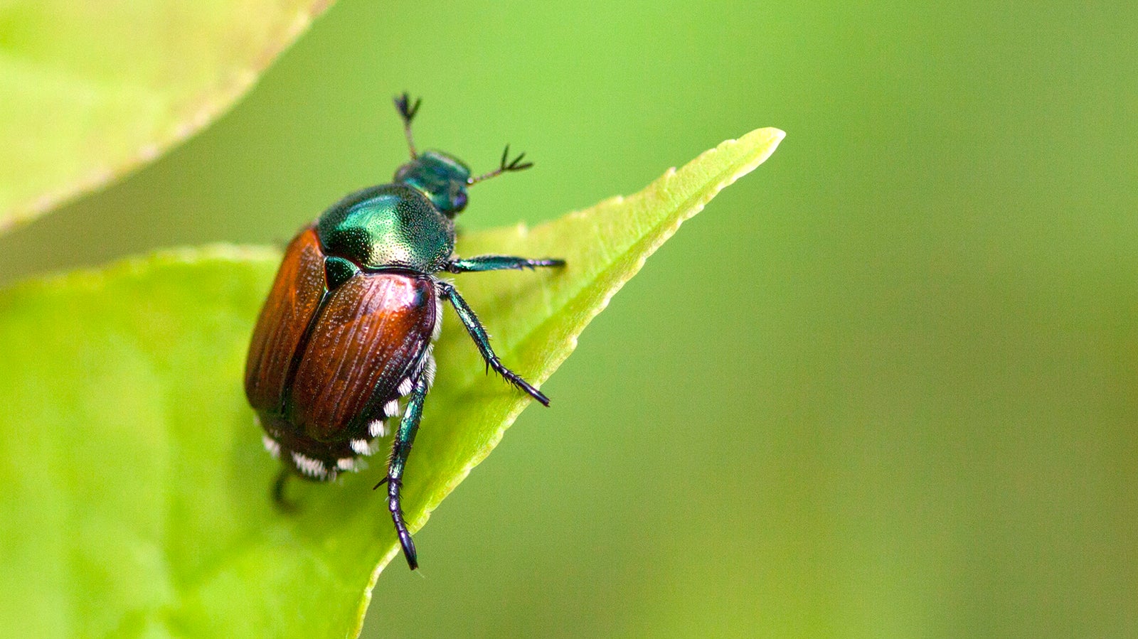 Der aus Asien stammende Japank&auml;fer (Popillia japonica) ist in der Europ&auml;ischen Union als Sch&auml;dling eingestuft, der besonders starke Sch&auml;den verursachen kann.