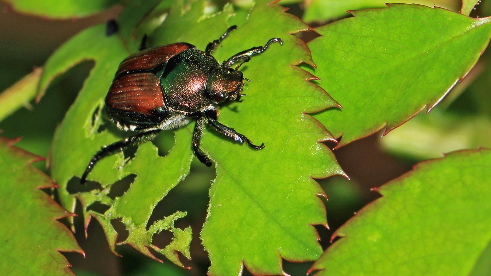 Der Klimawandel beg&uuml;nstigt die Ausbreitung verschiedener neuer Sch&auml;dlinge Richtung Norden in Gebiete, in denen sie fr&uuml;her nicht &uuml;berwintern konnten.
