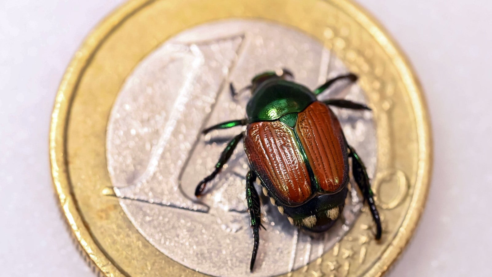 PRODUKTION - 21.04.2023, Baden-W&uuml;rttemberg, Karlsruhe: Beim Landwirtschaftlichen Technologiezentrum Augustenberg (LTZ) wird ein pr&auml;parierter Japank&auml;fer (Popillia japonica) auf einer Ein-Euro M&uuml;nze gezeigt. Sie tummeln sich emsig auf den Buschbohnen im&nbsp;Gew&auml;chshaus und sehen auf den ersten Blick wenig imposant aus.&nbsp;Doch die eingeschleppten Wanzen sind nur ein&nbsp;Vorbote f&uuml;r das, was Hobbyg&auml;rtnern und Landwirtschaft infolge des Klimawandels noch bl&uuml;hen k&ouml;nnte. (zu dpa "&laquo;Schmeckt nach Wanze&raquo; - Wegen Klimawandel drohen neue Agrarsch&auml;dlinge") Foto: Uli Deck/dpa +++ dpa-Bildfunk +++