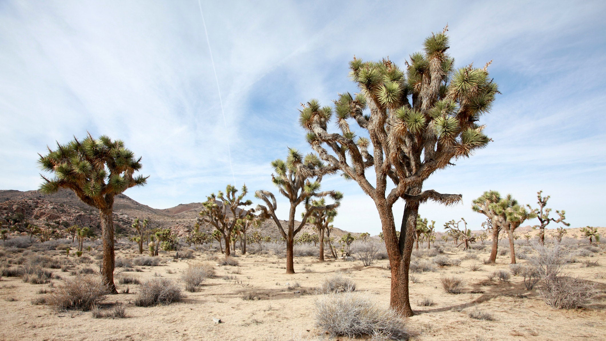 Joshua Tree National Park, California, USA