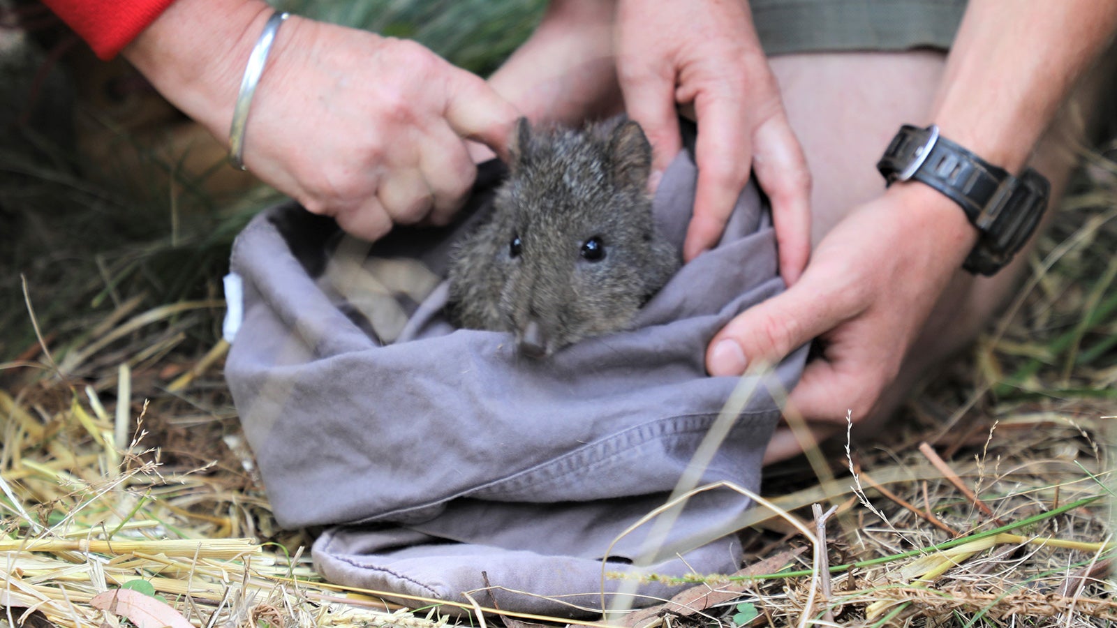 HANDOUT - 24.02.2023, Australien, ---: Die von Aussie Ark zur Verf&uuml;gung gestellte undatierte Aufnahme zeigt ein Langschnauzen-Kaninchenk&auml;nguru bei der Auswilderung. Die australische Tierwelt ist um 20 seltene Langschnauzen-Kaninchenk&auml;ngurus reicher: Im Rahmen eines Zuchtprogramms f&uuml;r die bedrohten und nur in Down Under lebenden Beutels&auml;uger seien die Jungtiere jetzt in einem Schutzgebiet des Barrington-Tops-Nationalparks etwa 270 Kilometer n&ouml;rdlich von Sydney in die Freiheit entlassen worden, teilte die Organisation Aussie Ark am Freitag mit. Das Besondere: Der Potorous tridactylus, wie er mit wissenschaftlichem Namen hei&szlig;t, wird von Experten als &laquo;tierische Feuerwehr&raquo; gefeiert. Foto: Australian Reptile Park/Aussie Ark/dpa - ACHTUNG: Nur zur redaktionellen Verwendung im Zusammenhang mit der aktuellen Berichterstattung und nur mit vollst&auml;ndiger Nennung des vorstehenden Credits +++ dpa-Bildfunk +++