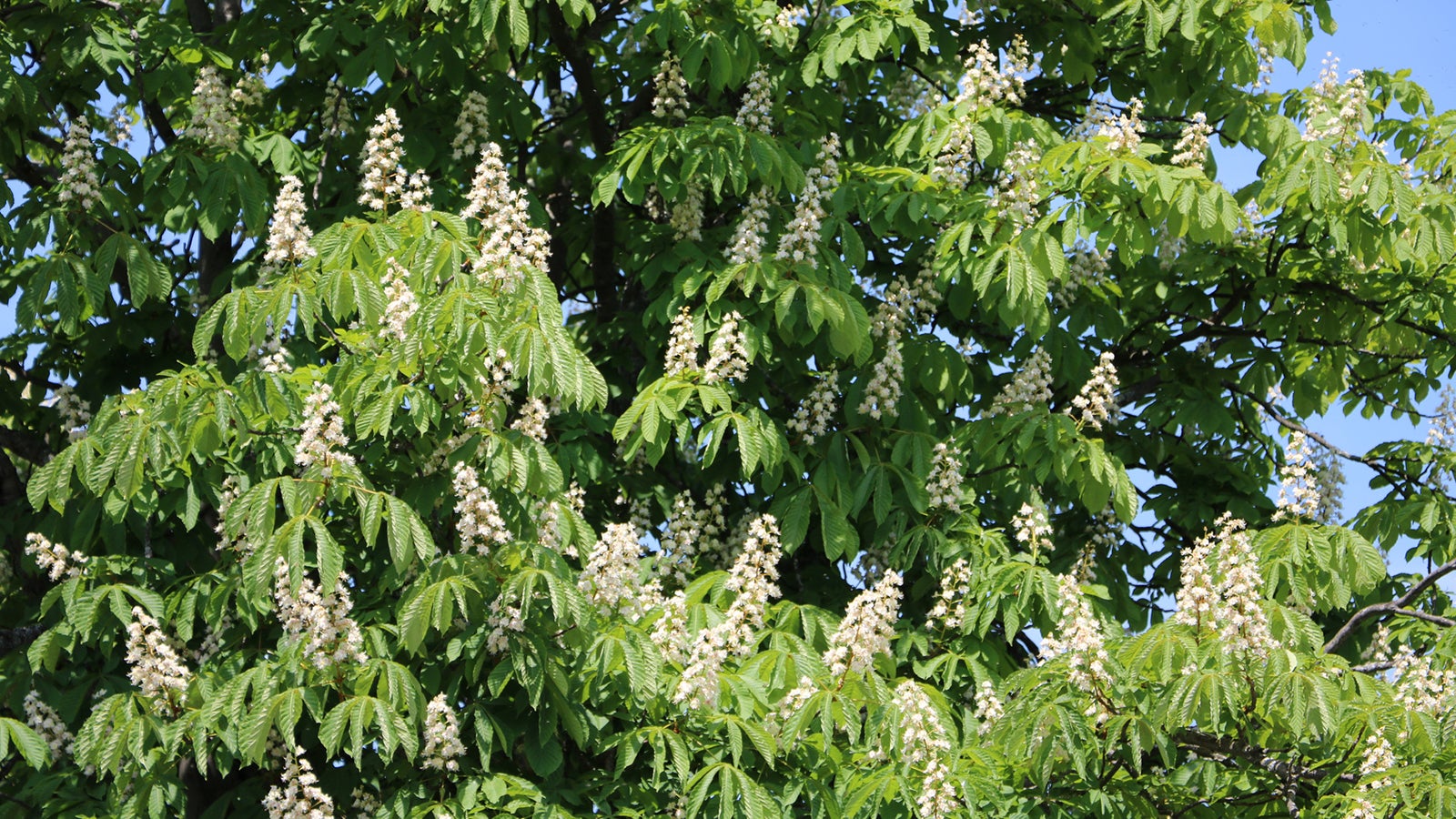 Die Miniermotte bef&auml;llt &uuml;berwiegend wei&szlig; bl&uuml;hende Kastanienb&auml;ume.